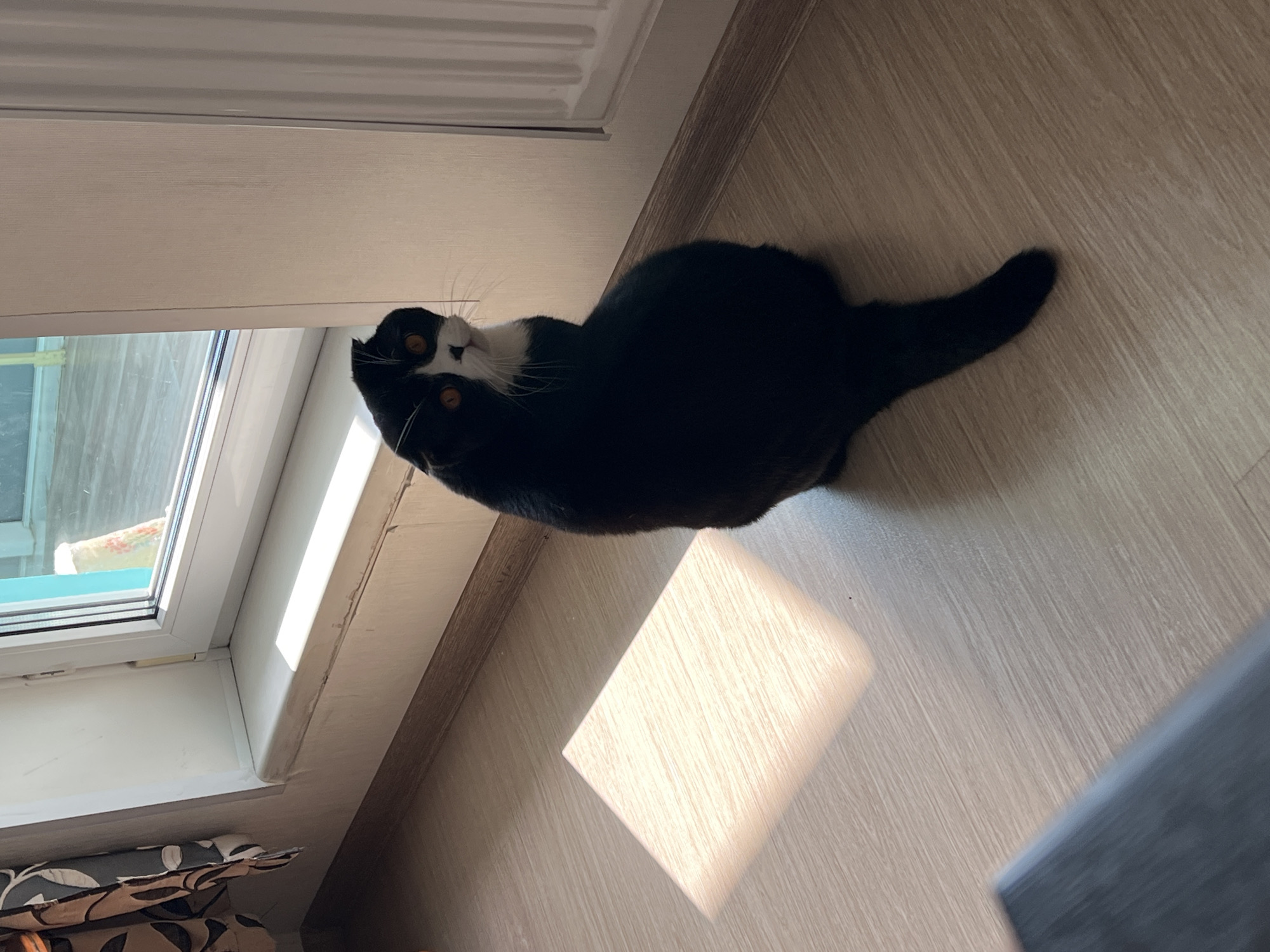 An indoor, high-angle shot captures a black and white tuxedo cat lying on a light wooden floor in Perm, Russia. The cat, with striking amber eyes and white fur on its muzzle, chin, and chest, is looking directly upwards towards the camera with an attentive or curious expression. Its body, primarily black, is stretched out on the light brown wooden floor, which features a visible grain pattern.
To the left of the cat, a white uPVC window frame is visible, letting in bright daylight. A rectangular patch of direct sunlight falls onto the wooden floor near the cat. Through the window, blurred outdoor elements are discernible, including hints of green and blue. Adjacent to the window frame is a light-colored wall or possibly a radiator. A piece of patterned fabric, likely a curtain or cushion, is partially visible at the bottom left of the frame. A dark, grey object occupies the bottom right corner, partially out of view. The strong lighting suggests it is daytime and sunny. There is no visible text in the image.