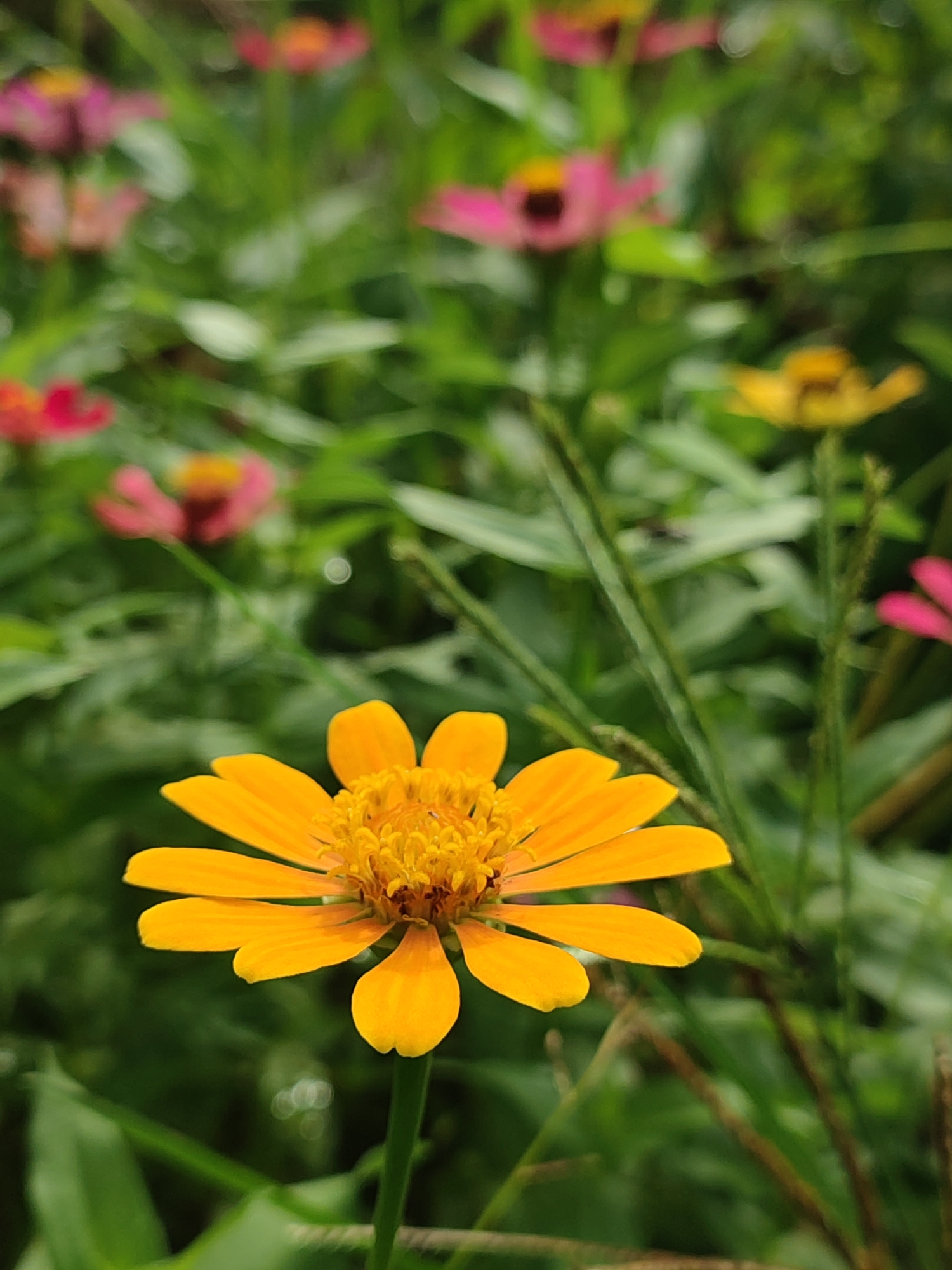 An extreme close-up shot focuses on a vibrant yellow zinnia flower with delicate, pointed petals. The flower is positioned in the foreground and is in sharp focus, showcasing its intricate yellow center. The background is softly blurred, revealing a lush garden filled with more zinnias in shades of pink and yellow, interspersed with green foliage. The setting appears to be an outdoor garden, possibly in Blangriek, Indonesia, given the tropical-looking greenery and the type of flowers. The lighting suggests it is daytime, with natural light illuminating the scene. There are no people or animals visible in the image.