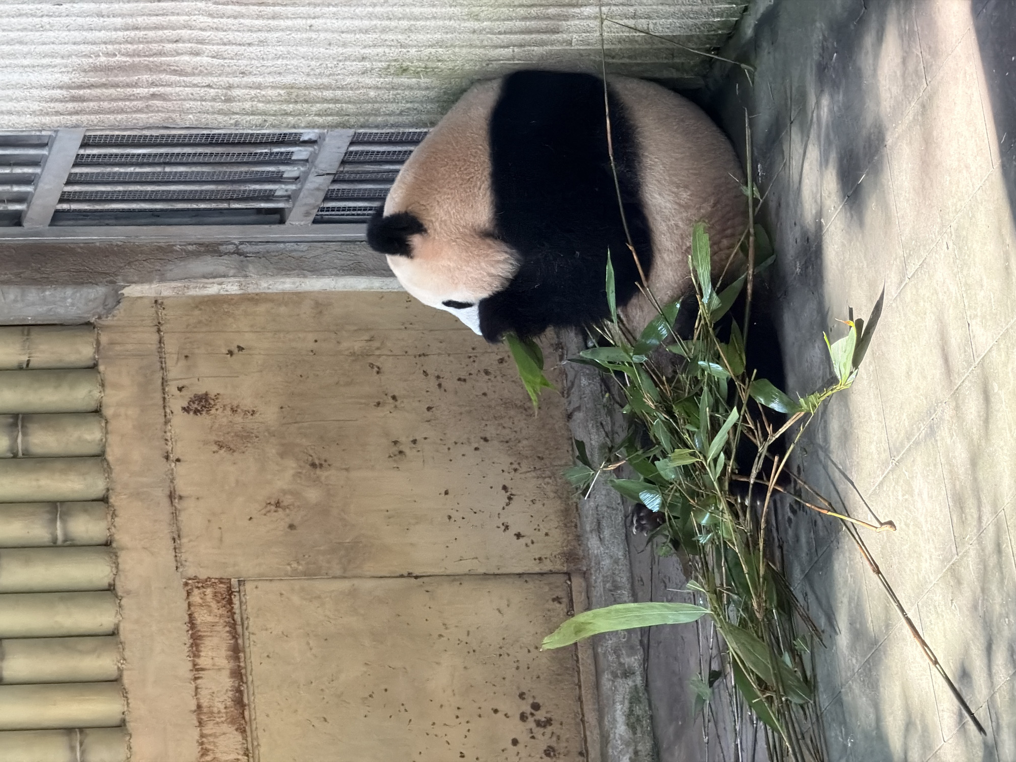 A panda sits in a fenced enclosure, eating bamboo. The panda is black and white, with its fur obscuring its face as it chews on the stalks. The enclosure appears to be made of concrete and metal bars, with a textured wall in the background. Sunlight streams into the enclosure, casting shadows on the tiled floor. The image is taken from a slightly elevated angle, looking down on the panda. The scene suggests an outdoor environment, possibly a zoo or a wildlife sanctuary in Jiulongpo District, China.