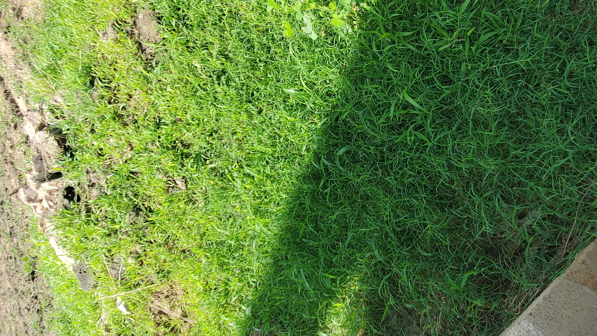 This image depicts a patch of overgrown green grass in Jalingo, Nigeria. The grass appears dense and slightly unkempt, with some dry patches and scattered debris visible in the background, suggesting an outdoor, potentially unmaintained area. A shadow cuts across the lower half of the frame, indicating sunlight. No people or specific structures are clearly identifiable, though a hint of a concrete edge is visible at the bottom left, which could be part of a pathway or border. The overall environment is natural and rural or semi-urban.
