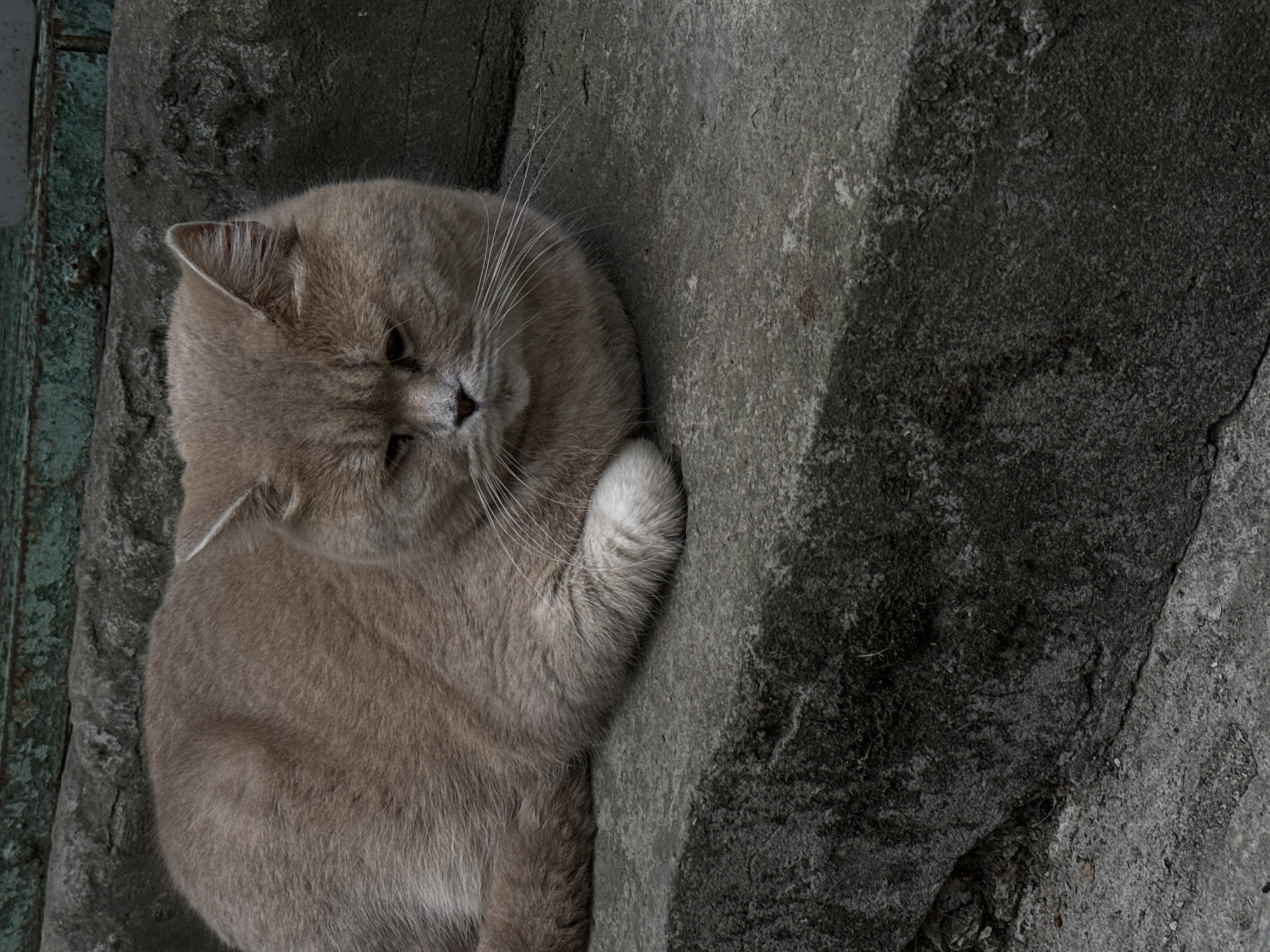 A light brown or fawn-colored cat with short fur, consistent with a British Shorthair breed, is depicted lying on a weathered, rough-textured grey concrete or stone surface. The cat's body is oriented horizontally, with its head facing slightly downward and to the right of the frame, eyes appearing partially closed or cast down. Prominent white whiskers extend from its muzzle. One front paw, tipped with white fur, is visible tucked beneath its chest. Behind the cat, the grey concrete surface continues, presenting varied textures and cracks. In the upper background, a section of an older structure is visible, featuring a horizontal band of dark, rough material, topped by a weathered strip of a teal or verdigris-colored surface, possibly painted wood or corroded metal. The overall lighting is diffuse, suggesting an overcast day or shaded area. The specific city of Uzhhorod, Ukraine, cannot be forensically identified from the visual evidence provided in this image. No other subjects or actions are present.