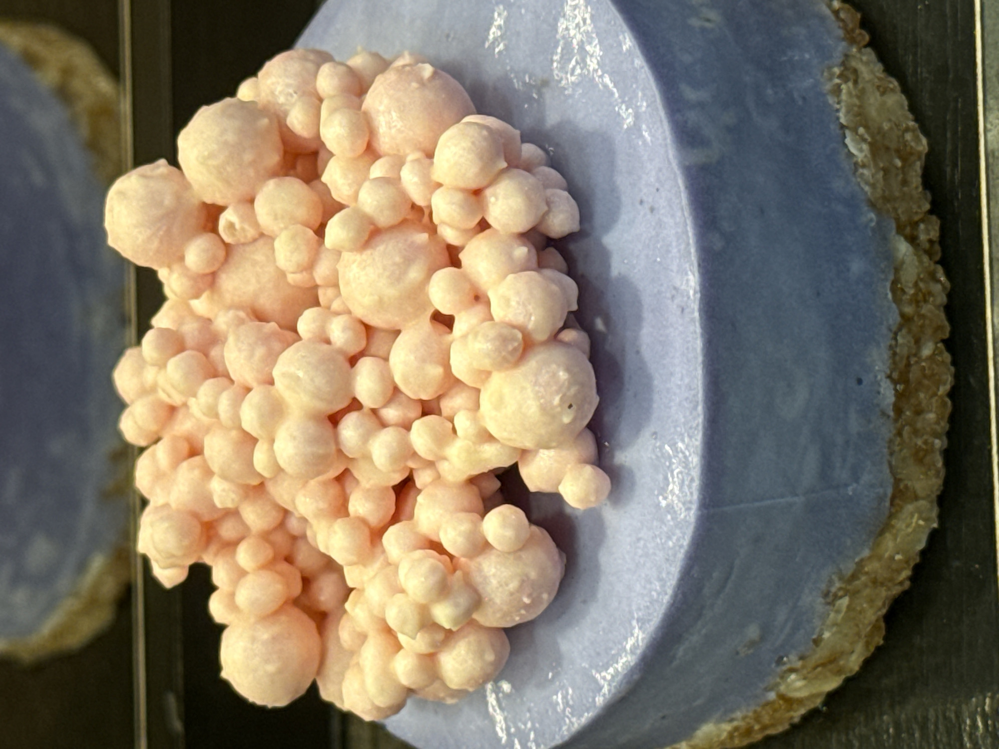The image depicts a mineral specimen on display, likely in a museum or geological exhibition. The primary subject is a cluster of botryoidal pink mineral formations on a polished, light blue, semi-circular base. The base has a rough, tan-colored edge. A similar specimen is partially visible in the background, implying a display case setting. The composition is a close-up shot, emphasizing the texture and detail of the mineral formations and the contrasting polished base. There are no visible people, actions, or interactions. The environmental context is limited to the display setting, suggesting a scientific or educational purpose. The location in Saint Petersburg, Russia, cannot be verified from the visual evidence provided.