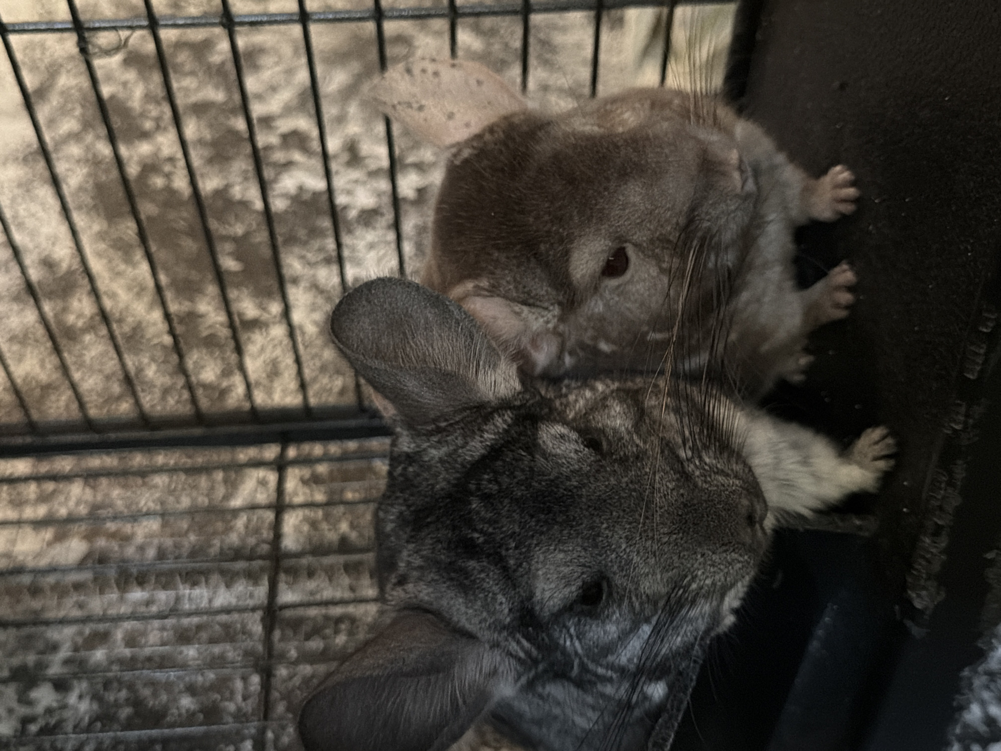 The image shows two chinchillas in what appears to be a cage. The chinchillas are close together, with one nuzzling the other. The chinchillas are gray and white with large ears. The cage has metal bars and a textured, possibly dusty, floor. The lighting is dim, suggesting it might be nighttime or indoors with limited light. One chinchilla's paws are visible, resting on a dark surface. The overall impression is one of domesticity and quiet companionship.