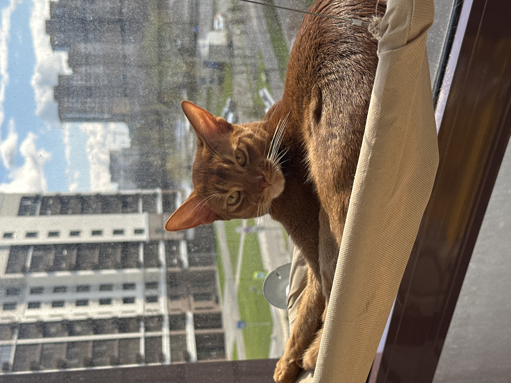 A reddish-brown Abyssinian cat with striking amber-green eyes and prominent ears is captured looking directly at the camera. The cat is perched on a light beige fabric window hammock or ledge, with strong daytime sunlight illuminating its fur and casting highlights on its white whiskers.
Through the window, a blurred but discernible urban landscape unfolds. Numerous high-rise buildings with repetitive architectural features stretch across the background, interspersed with patches of green space and visible roadways, indicative of a bustling city environment. The window pane itself shows some dust or smudges, contributing to the soft focus of the distant view.
The scene depicts a clear, bright day, suggesting good weather conditions. The cat's direct gaze conveys curiosity and alertness, as if observing something or someone from its elevated vantage point within a high-rise apartment. No text is visible in the image. The setting suggests an urban area, consistent with a city like Kazan, Russia.