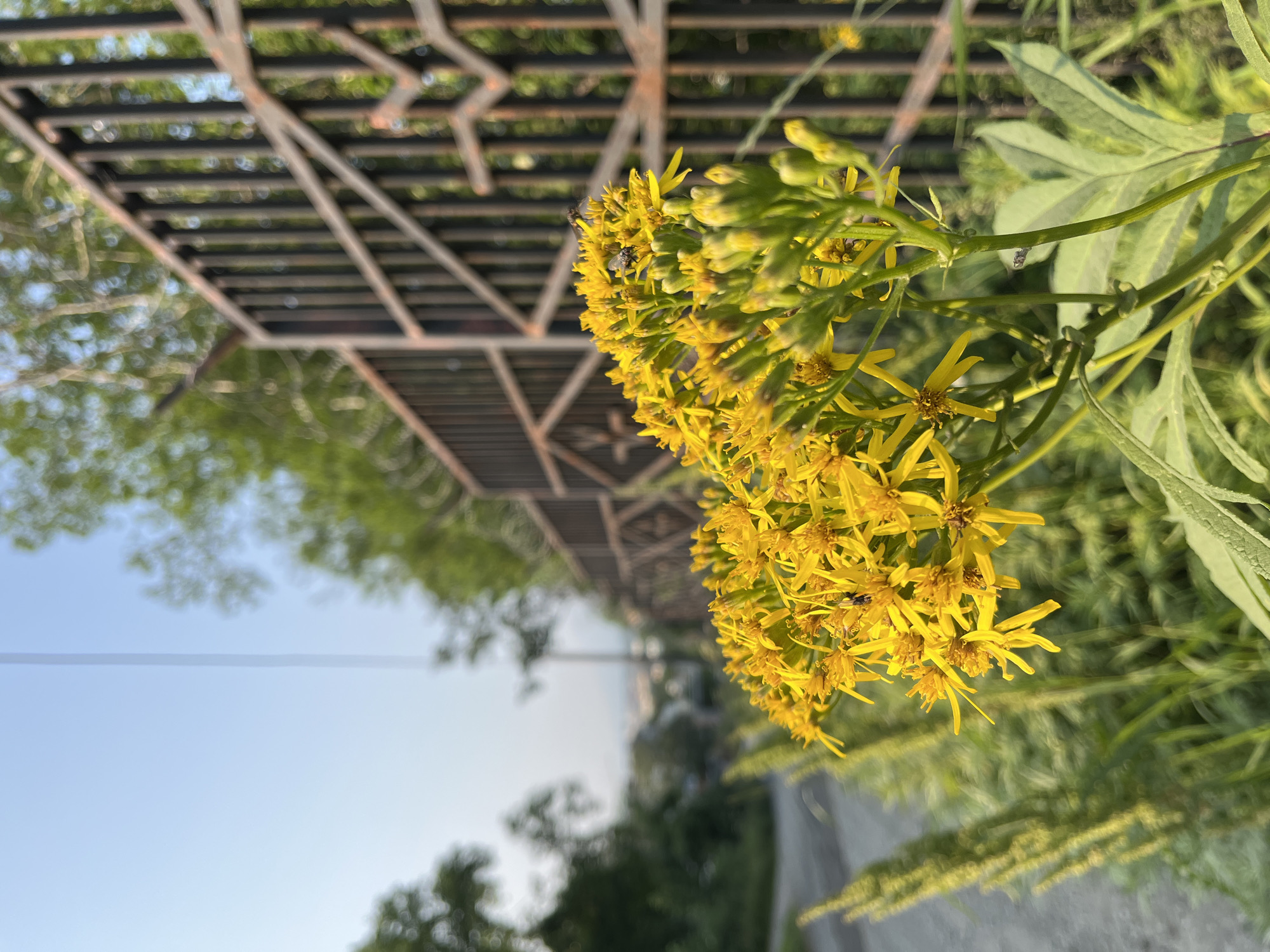 The image captures a cluster of bright yellow wildflowers in the foreground, with a rusty, metal gate and fence running diagonally across the middle ground. The gate appears to be part of a boundary, possibly for a property or industrial area. In the background, a dirt road or path leads into a semi-urban landscape with trees and buildings visible in the distance under a clear, pale blue sky. Two flies are visible on the flowers. The scene appears to be located in Petropavlovsk-Kamchatsky, Russia, given the context. The overall impression is of a natural element juxtaposed with a man-made structure in a relatively undeveloped or semi-rural part of the city.