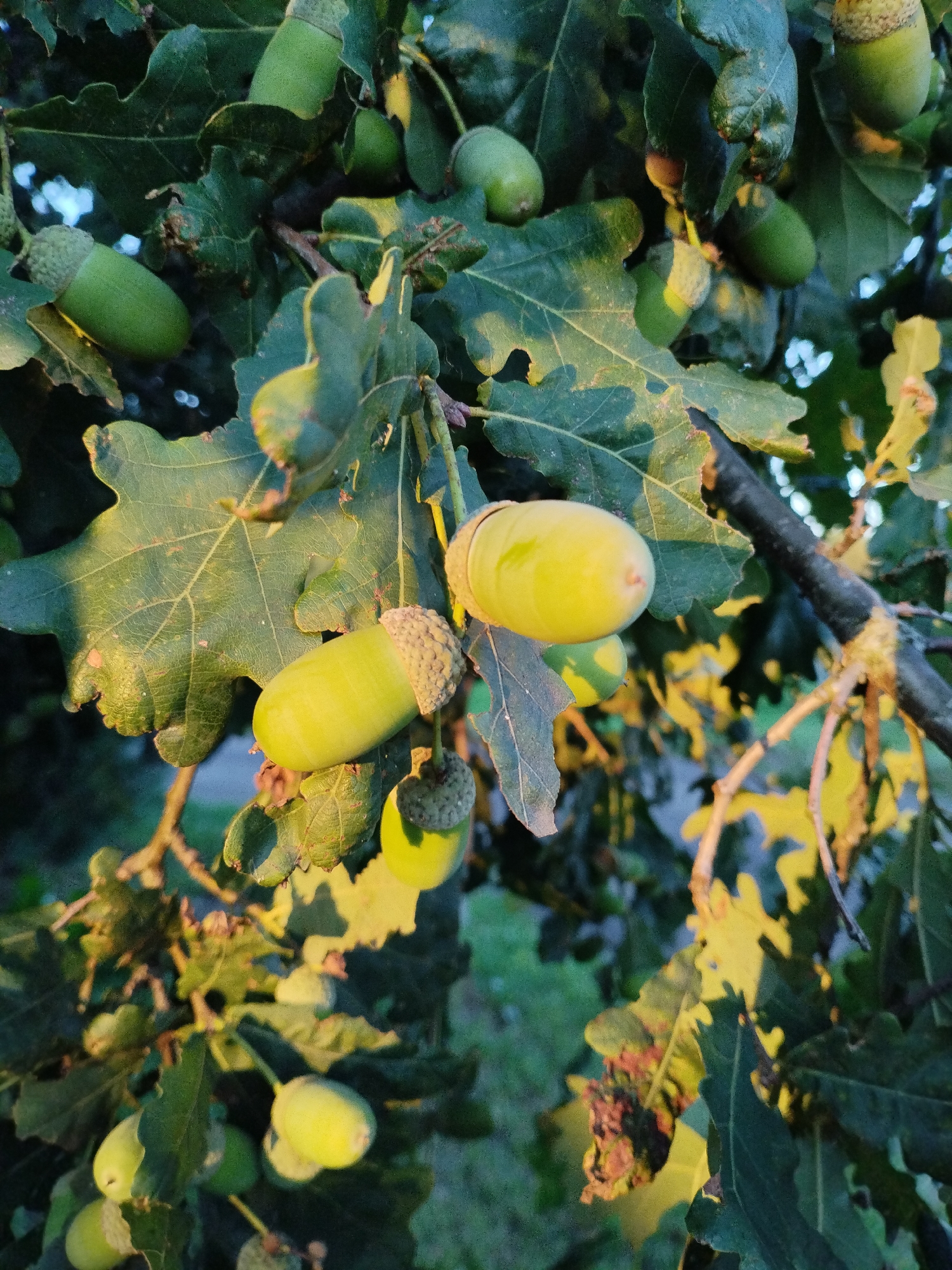 The image depicts a close-up view of acorns on an oak tree branch. The acorns are a light green to yellow color and are partially covered by their caps, which are textured and brown. The oak leaves are green and have a lobed shape, with some leaves showing hints of yellowing. The lighting suggests it is either early morning or late afternoon, with sunlight casting shadows and highlighting parts of the foliage. The background is blurred, showing more greenery and what appears to be the out-of-focus suggestion of a grassy area. The scene is set in a natural outdoor environment. There are no people or animals visible in the image. The image was taken in Bialynichy, Belarus.