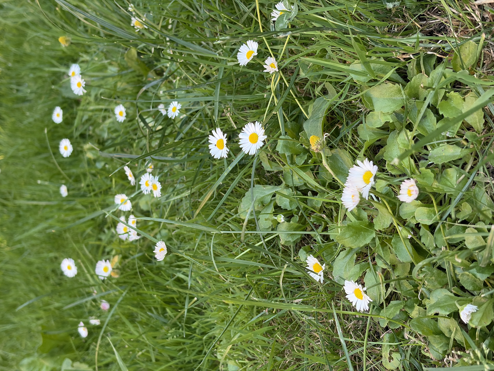 This media file is a close-up, eye-level, vertical shot of a grassy field dotted with small white daisies. The scene is dominated by lush green grass and several daisy flowers in various stages of bloom. Some daisies are fully open with white petals and yellow centers, while others are buds or partially closed. The lighting suggests it is daytime, likely with diffused sunlight as there are no harsh shadows. The overall impression is one of a natural, tranquil outdoor setting. The daisies are the primary subjects, scattered organically throughout the frame, creating a sense of abundance and wild beauty. There is no visible text in the image.