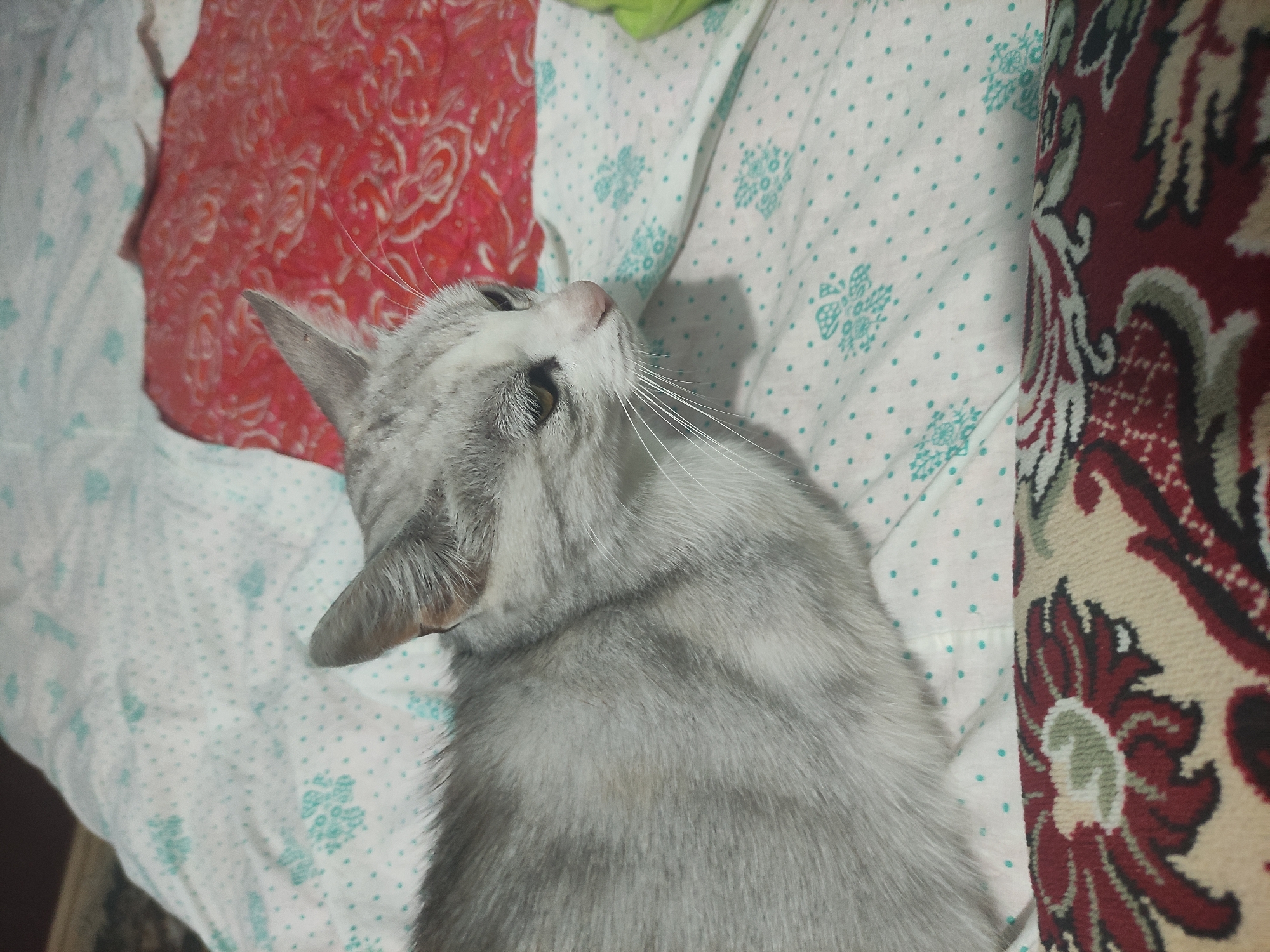 A grey and white tabby cat with green eyes is lying on a patterned bed. The bedspread has white fabric with small blue polka dots and larger blue snowflake-like patterns. Partially visible is a red fabric with a floral pattern behind the cat. In the foreground, a rug with a red, cream, and black floral design is visible. The scene is indoors, likely a bedroom. The image does not provide any information about the location in the city of Rybnitsa, Moldova.