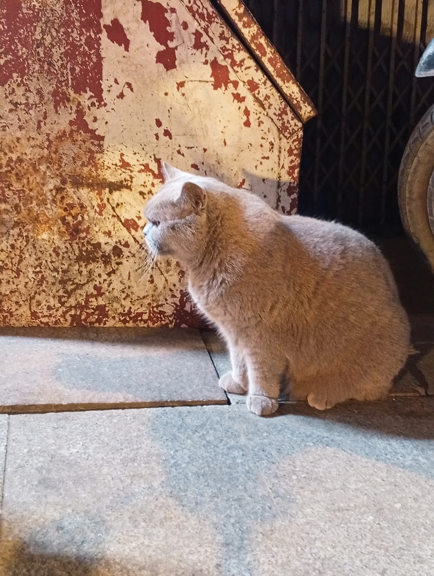 A light brown cat is sitting on a gray tiled surface next to a rusty, painted metal structure. The structure appears to be peeling white with red paint underneath. A dark metal security gate and a wheel are visible in the background. The image was taken in Da Lat, Vietnam.