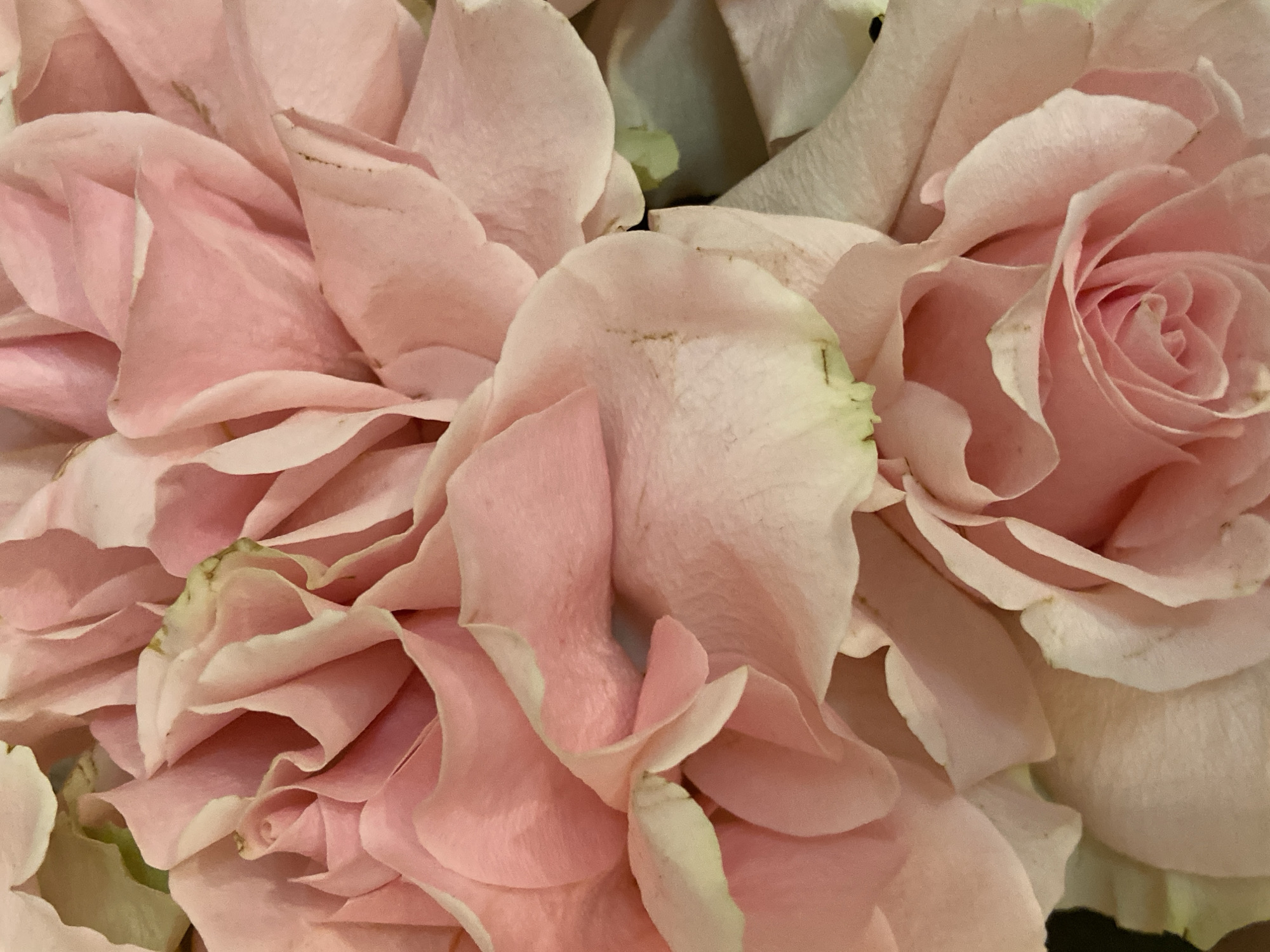 Close-up of a cluster of light pink roses. There is no discernible information to indicate the location is Saratov, Russia, or any information about people, objects, actions, or interactions beyond the roses themselves.