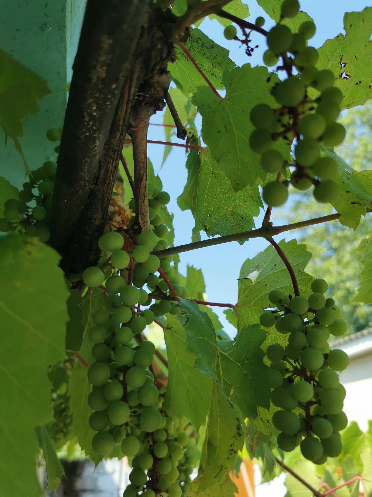 An outdoor, low-angle, eye-level shot captures a cluster of unripe green grapes hanging from a vine, positioned in front of a weathered wooden post. The vine and its large, green leaves dominate the foreground, with clusters of grapes visible in various stages of development. The background shows a bright blue sky peeking through the foliage, along with hints of greenery and the roof of a building. The overall scene suggests a rural or garden setting. The image was taken in Pociumbeni, Moldova.