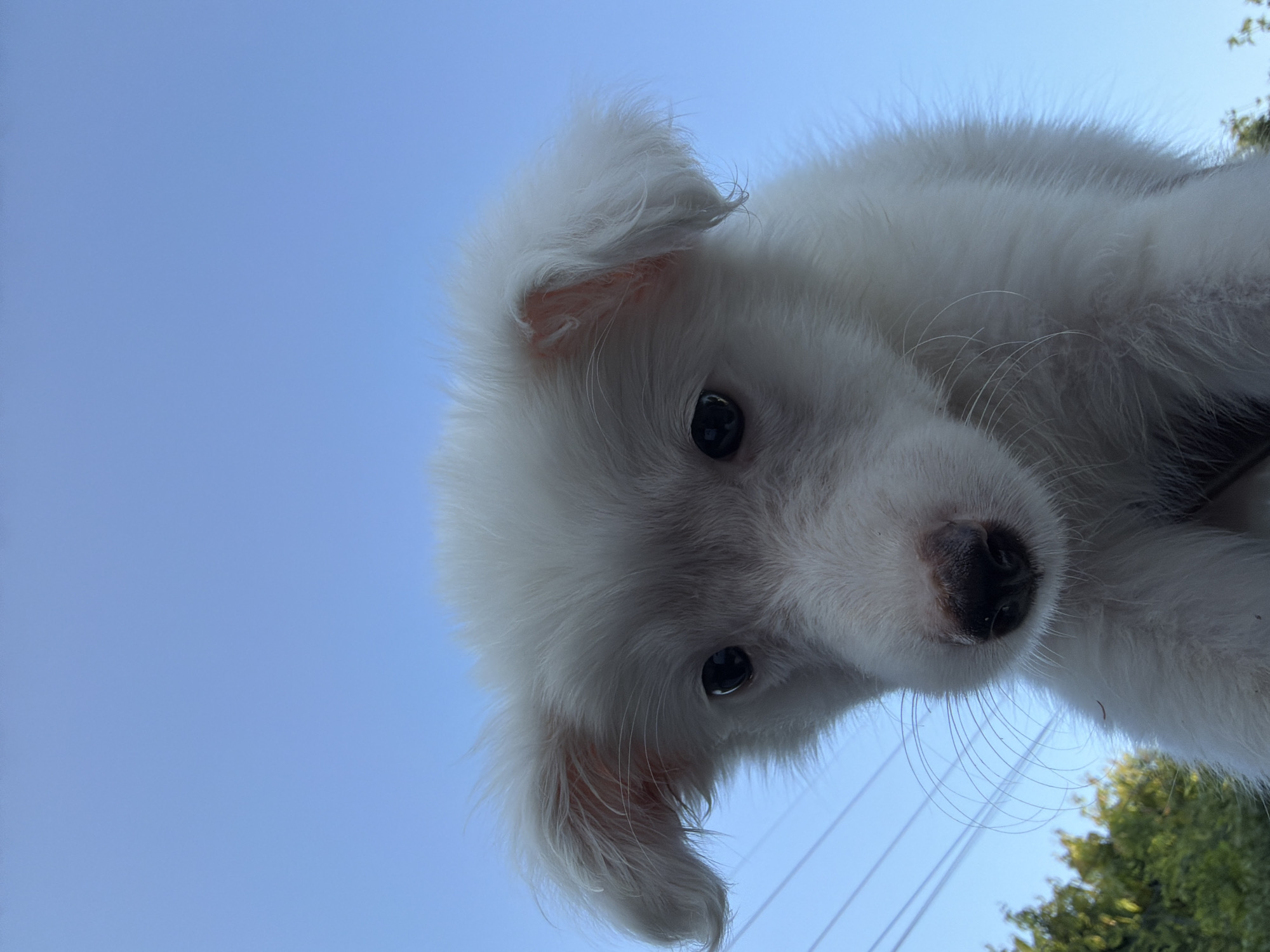 An extreme close-up, low-angle shot captures the head of a young white dog against a clear, pale blue sky. The dog's fur is fluffy and light-colored, with hints of gray around its face and ears. Its eyes are dark and round, and its nose is a dark, wet brown. Long, delicate whiskers fan out from its muzzle. The dog's ears are flopped down, and its fur appears somewhat windblown, especially around the edges of its face and ears. In the background, the upper branches of green trees are visible on the left, along with several thin, dark power lines stretching horizontally across the sky. There is no indication of the city of Dar es Salaam, Tanzania, in this image.