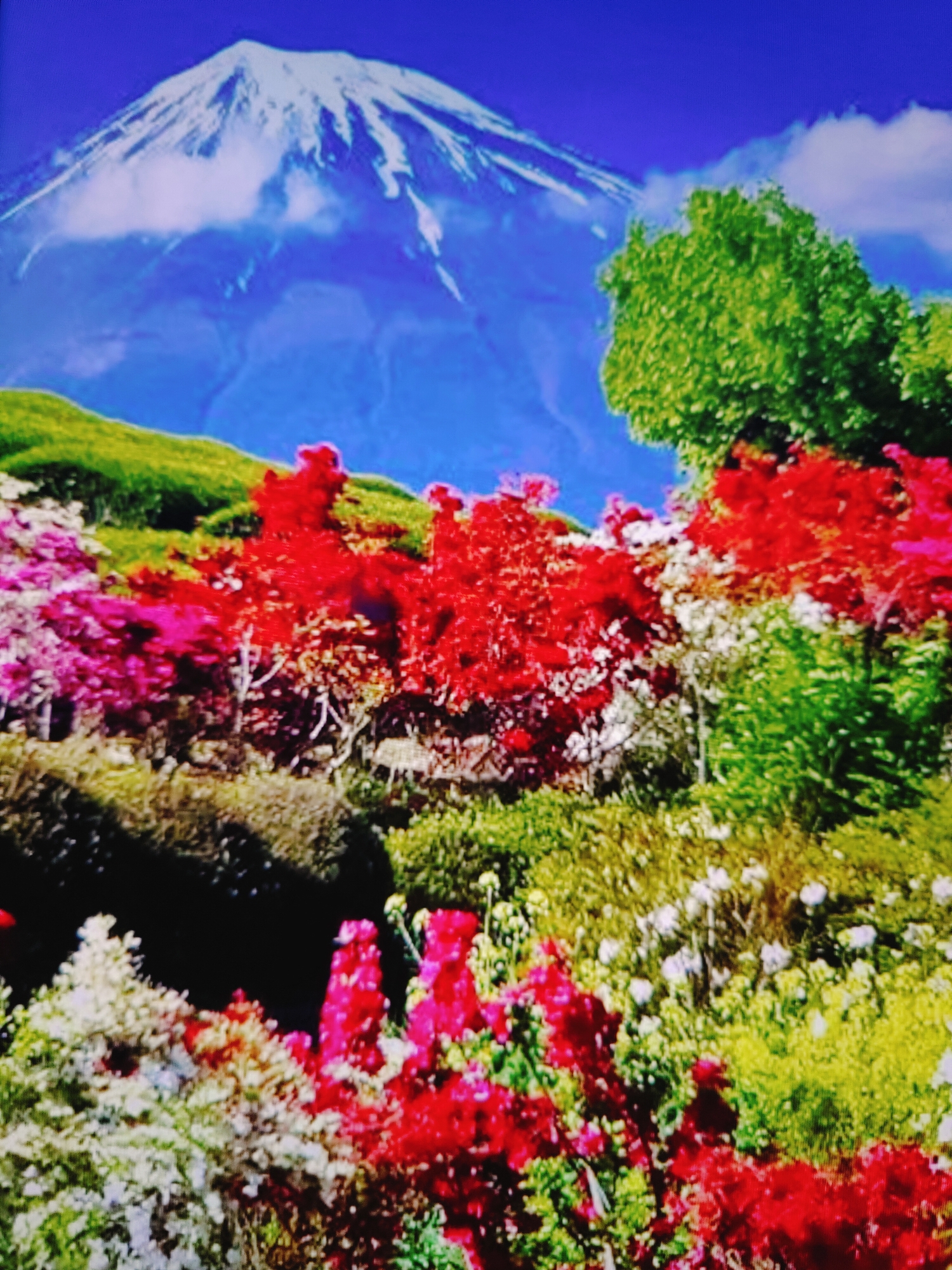The image depicts a vibrant, mountainous landscape under a clear blue sky. In the background, a snow-capped mountain, likely Mount Fuji given the iconic shape, dominates the scene. White clouds are visible around its peak and on its slopes. The foreground is a lush hillside adorned with an abundance of colorful flowers. There are large patches of bright red, fuchsia, and white blossoms, interspersed with green foliage and bushes. The terrain appears to be a rolling hill, covered with grass and various flowering plants. The overall impression is one of a picturesque natural setting, showcasing a mountain and a richly blooming hillside. This scene is not located in Baku City, Azerbaijan.