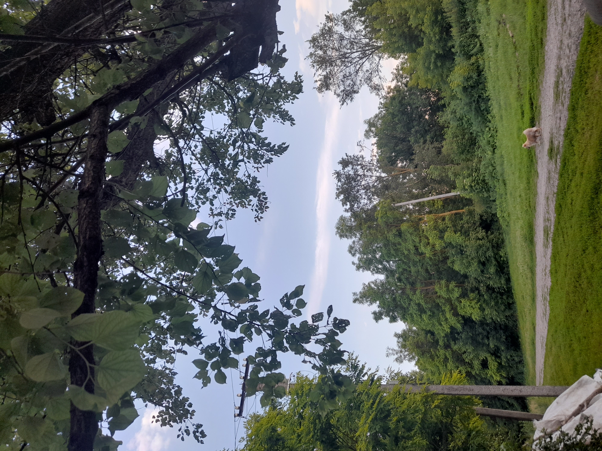 In Kliushnykivka, Ukraine, the image captures a tranquil rural scene under a partly cloudy sky. A dirt path meanders through lush green grass, bordered by dense trees. In the distance, a small, light-colored dog stands on the path, facing left. Overhead, the branches of a large tree with green leaves frame the sky, with power lines visible in the upper left quadrant. The overall impression is one of natural beauty and quietude.