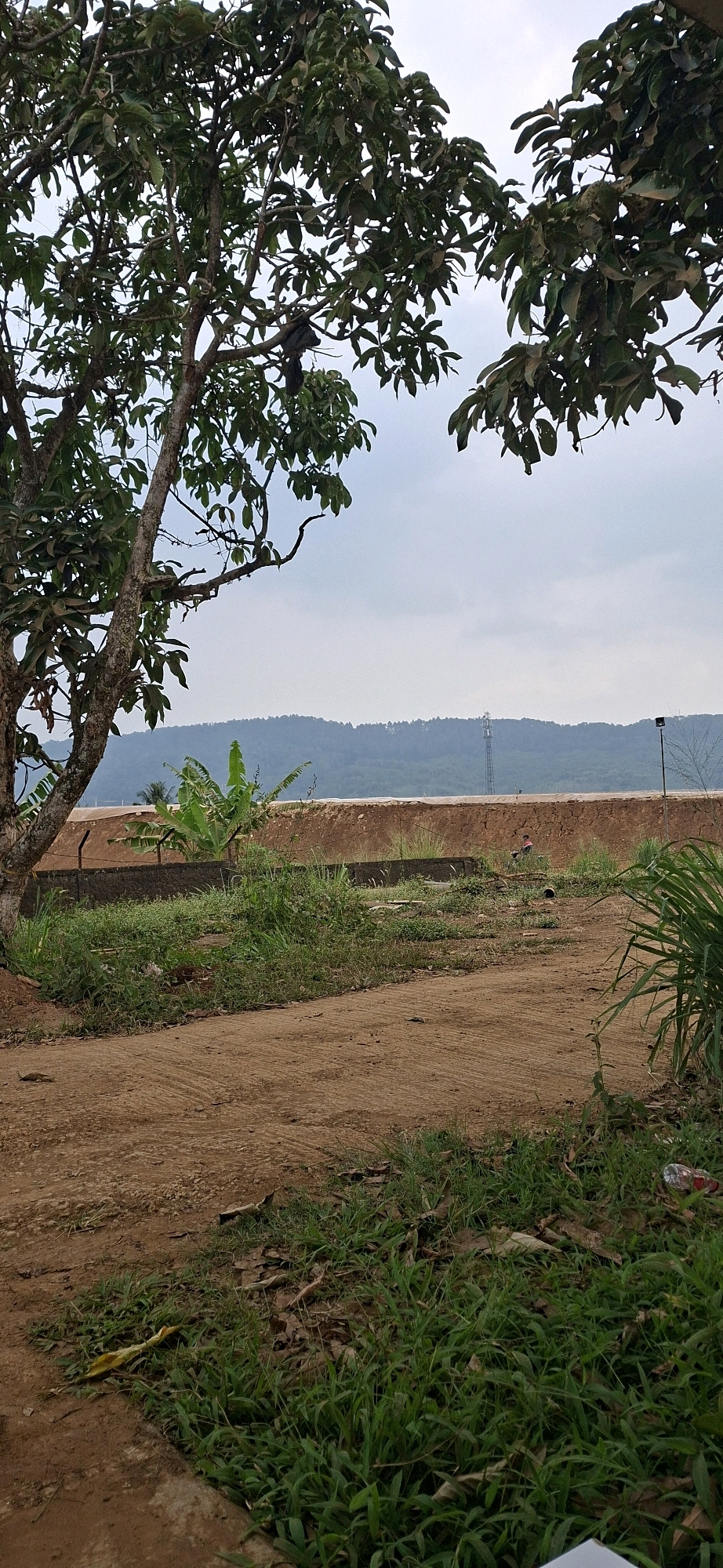 In Ciheulang Tonggoh, Indonesia, a natural scene unfolds under an overcast sky. A large tree with dense green foliage dominates the left side of the frame, its branches extending towards the top. Below the tree, a dirt path curves through patches of green grass and scattered dry leaves. Beyond the path, a low, brown embankment stretches horizontally across the image. On top of this embankment, a cluster of banana trees stands out with their large, vibrant green leaves. In the background, rolling hills covered in vegetation recede into the distance. A slender telecommunications tower rises above the hills, and to its right, a single street lamp is visible. The overall environment appears rural and undeveloped.