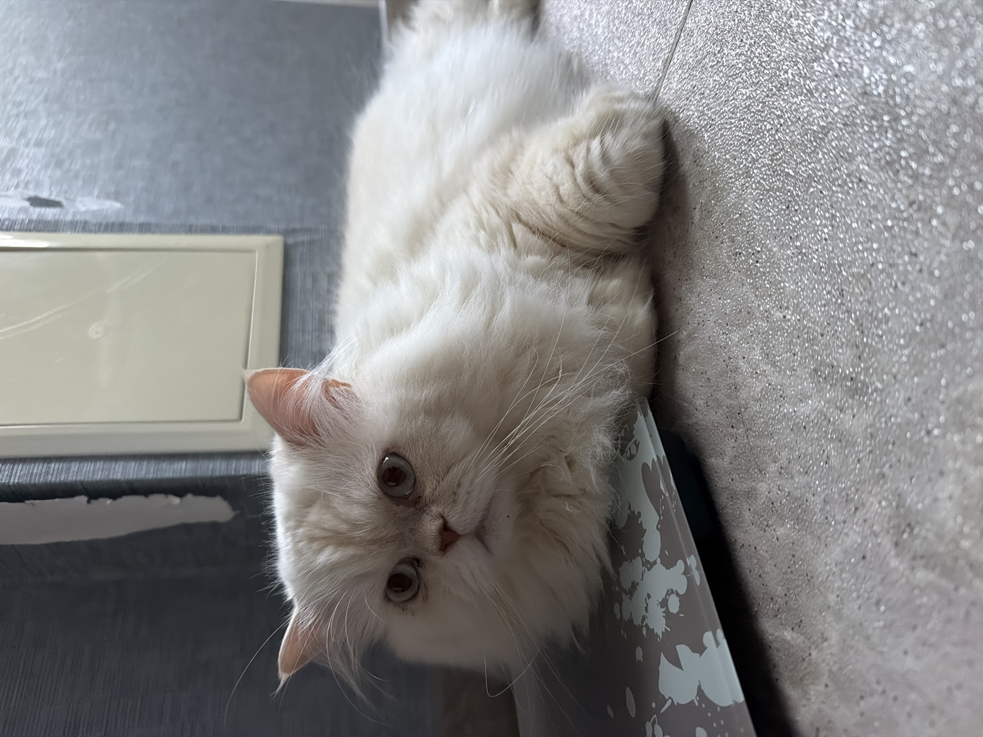 The image depicts a white Persian cat lying on its back on a gray surface. The location cannot be determined as Varna, Bulgaria without further information. A light-colored cabinet or drawer is visible on the left. The cat's head is turned towards the camera, with its eyes open. A patterned gray object is visible behind the cat's head. The background is a gray textured wall.