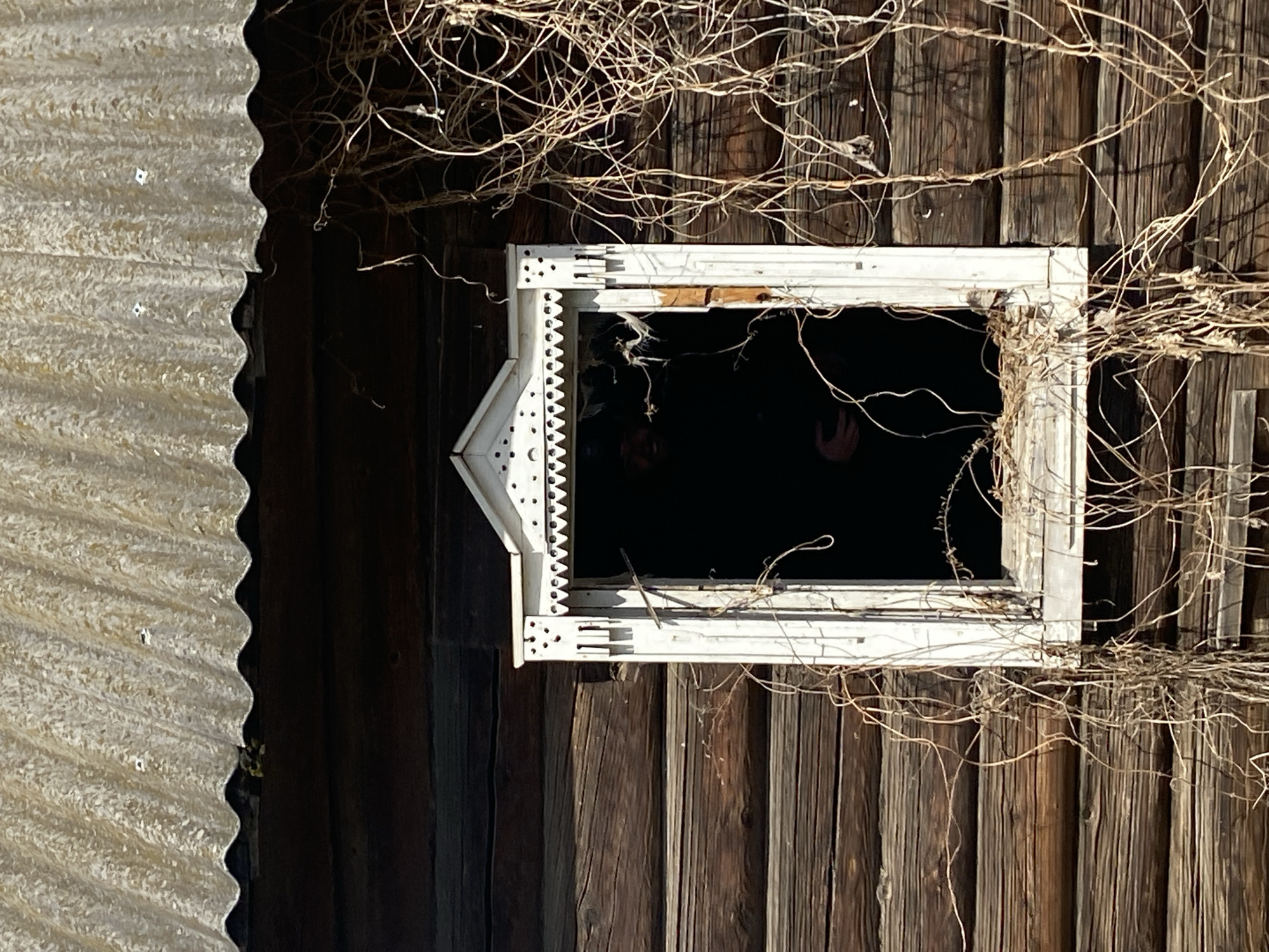 An exterior close-up shot shows a weathered wooden structure with a corrugated metal roof partially visible on the left. A white-framed window, partly obscured by dry vines, is set into the wooden wall. The window opening is dark, suggesting an interior space or void behind it. The wooden planks of the wall appear aged and have a pronounced vertical grain. The white window frame features decorative elements, contrasting with the rustic nature of the surrounding materials. The scene conveys a sense of neglect and decay. There is no visible evidence to confirm the location in Zhigalki, Russia.