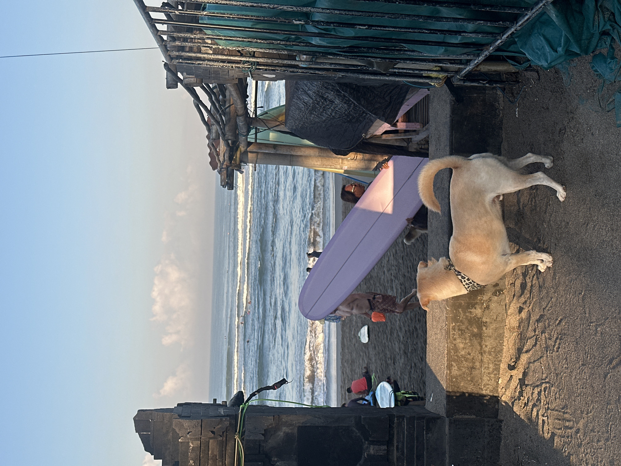 An outdoor scene on a beach in North Kuta, Indonesia, captures a dog in the foreground facing away from the camera, looking towards the ocean. The dog is a light tan color with a patterned collar. Behind the dog, a person is carrying a long, light purple surfboard. In the middle ground, several other people are visible on the dark sand beach, some sitting and others standing. One person is wearing a red shirt. The ocean in the background has moderate waves, and several surfers are spread across the water. To the left of the frame, there is a dark, stone-like structure with some greenery hanging from it. To the right, a rustic, open-air structure made of wood and bamboo is visible, with tarps and surfboards leaning against it, and a metal fence in front. The sky is clear blue with some wispy clouds near the horizon. The lighting suggests it is either early morning or late afternoon.