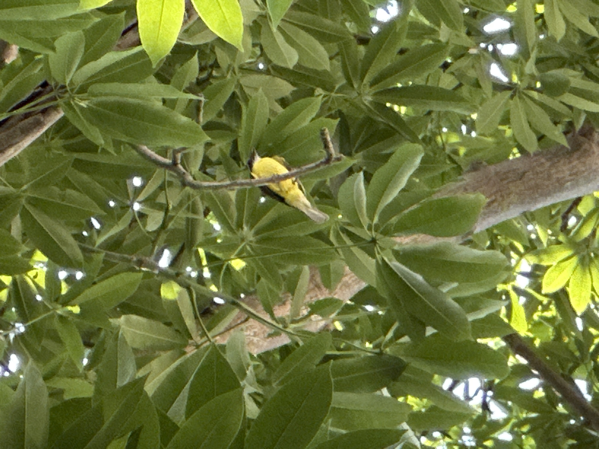 The image shows a yellow bird perched on a branch within a dense canopy of green leaves, possibly in Jicarero, Mexico. The foliage is thick, with leaves of varying sizes and shapes, creating a layered effect. The bird is facing away from the viewer, with a glimpse of its yellow body and tail. Branches of the tree are visible amidst the leaves, adding to the depth of the scene. Sunlight filters through the canopy, creating bright spots and highlights.
