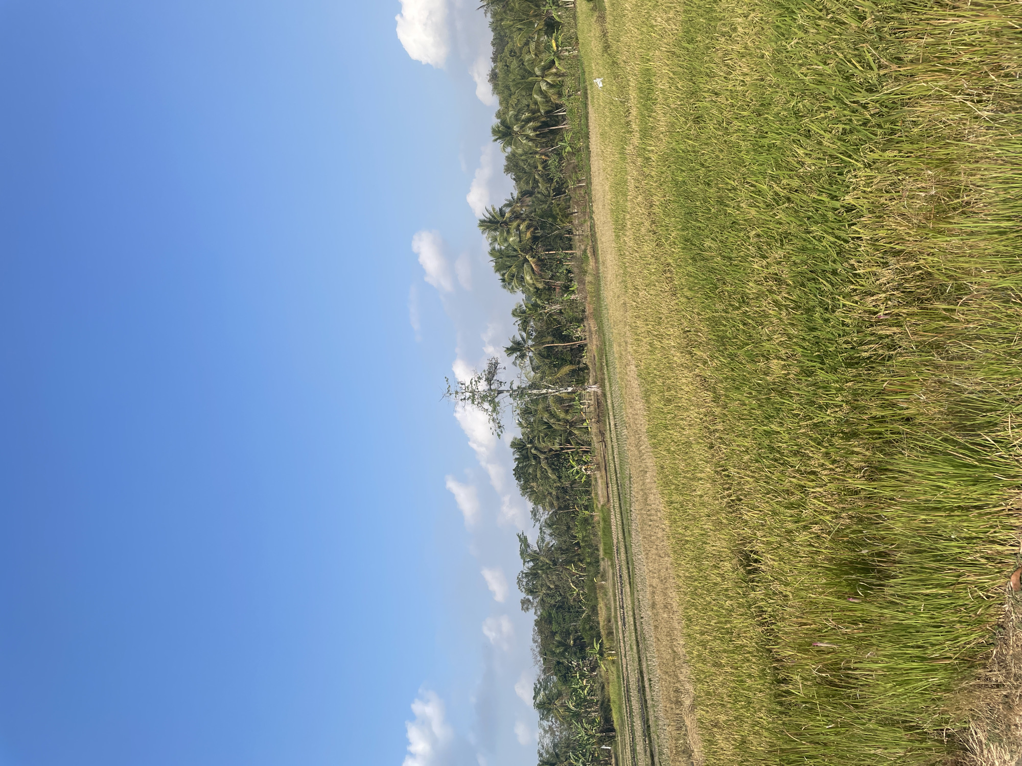 The image depicts a wide, sunlit landscape in Sucenjurutengah, Indonesia. The foreground is dominated by a lush, green rice paddy, with rows of mature rice stalks stretching towards the horizon. Beyond the paddy, a line of various trees, including palm trees, forms a dense backdrop. A solitary, tall, bare tree stands prominently in the middle ground, its leafless branches stark against the bright blue sky, which is dotted with a few fluffy white clouds. The overall scene is one of rural tranquility, bathed in natural light under a clear sky. There are no people or animals visible in the image.