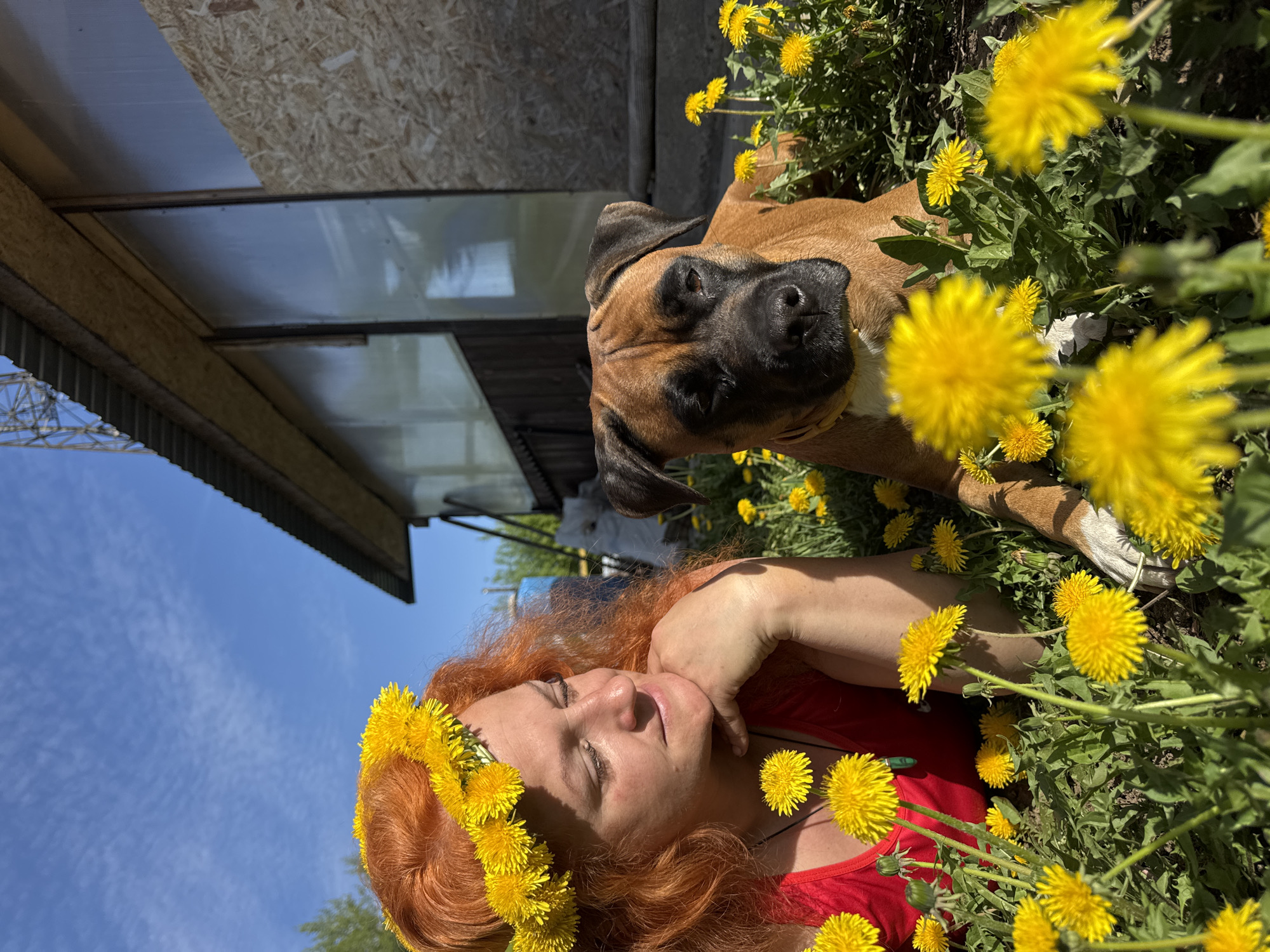 A woman with red hair and a dandelion wreath is lying in a field of dandelions with a boxer dog. The woman is wearing a red shirt and has her eyes closed. The dog is lying next to her and looking at the camera. In the background, there is a building with a metal roof and a blue sky with some light clouds. The location is Chaikovsky, Russia.