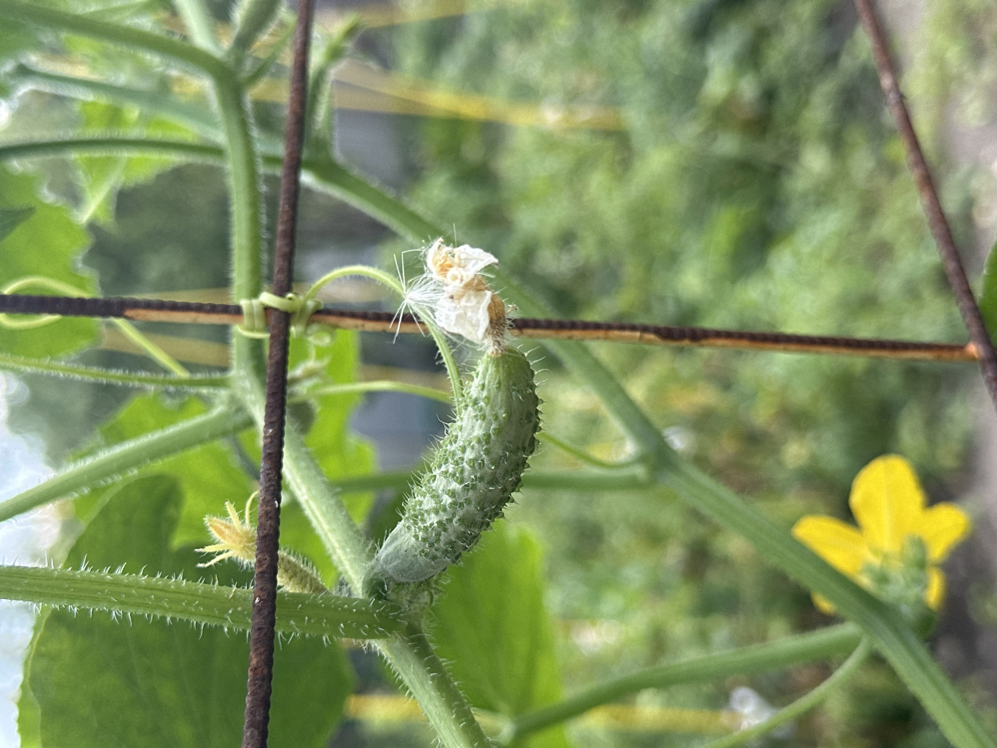 This is a close-up, outdoor photograph of a young cucumber plant in Essentuki, Russia. The cucumber plant is supported by a rusty metal grid. A small, green cucumber, about two inches long, is visible on the left side of the frame, with tiny white spines covering its surface. A dried, withered white flower is attached to the end of the cucumber. The plant's stem is green and covered in fine hairs, and a yellow cucumber flower is out of focus in the lower left corner. The background is blurred, showing green foliage and hints of distant structures. The lighting appears to be natural daylight.
