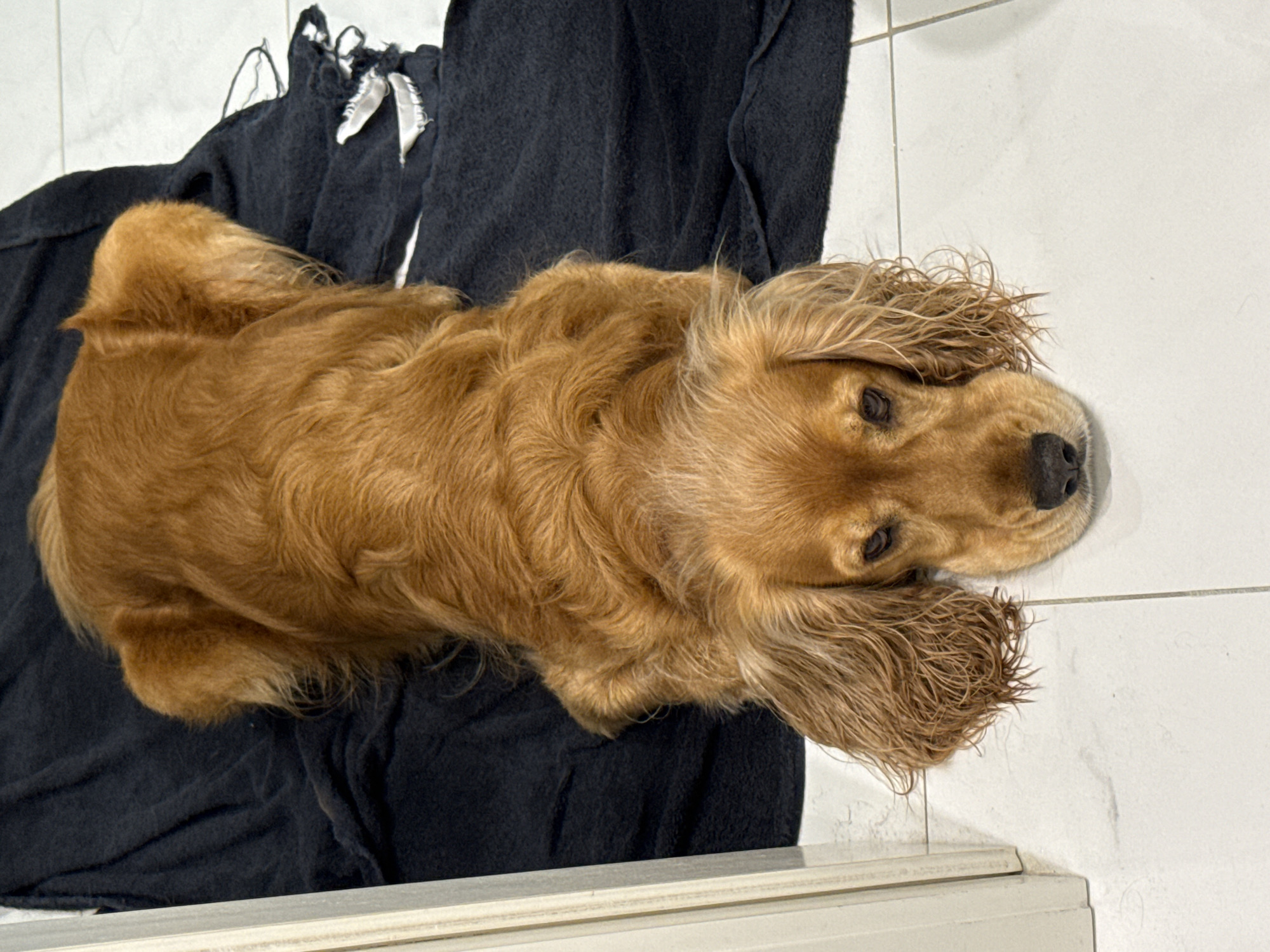 A tan dog with long, wavy ears lies with its body stretched out on a black towel. The dog's head is resting on a tiled floor, and its eyes are looking forward with a slightly sad expression. The floor is white with gray grout lines. To the left of the dog is a white doorframe. The scene appears to be indoors.