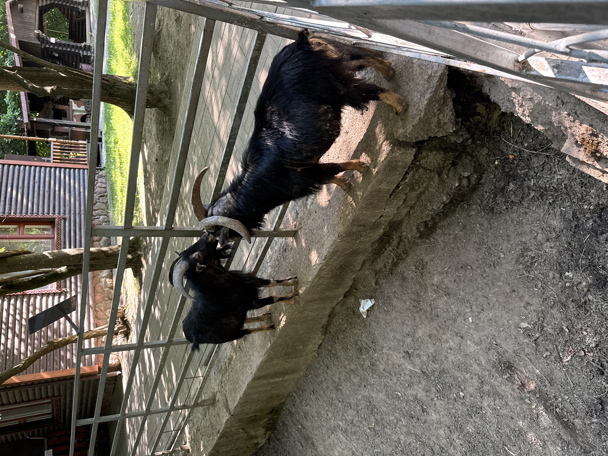Two black goats with curved horns are standing on a concrete ledge in an outdoor enclosure. The goat on the left is facing the goat on the right, with its head lowered as if to butt. The goat on the right is facing away from the viewer, looking towards the left. Both goats have light brown markings on their legs. The enclosure appears to be in a park or zoo setting, with trees and wooden buildings visible in the background. The ground is covered in dirt and gravel. A metal fence runs along the front of the enclosure. The location is identified as Буйніцкі сельскі Савет, Belarus.