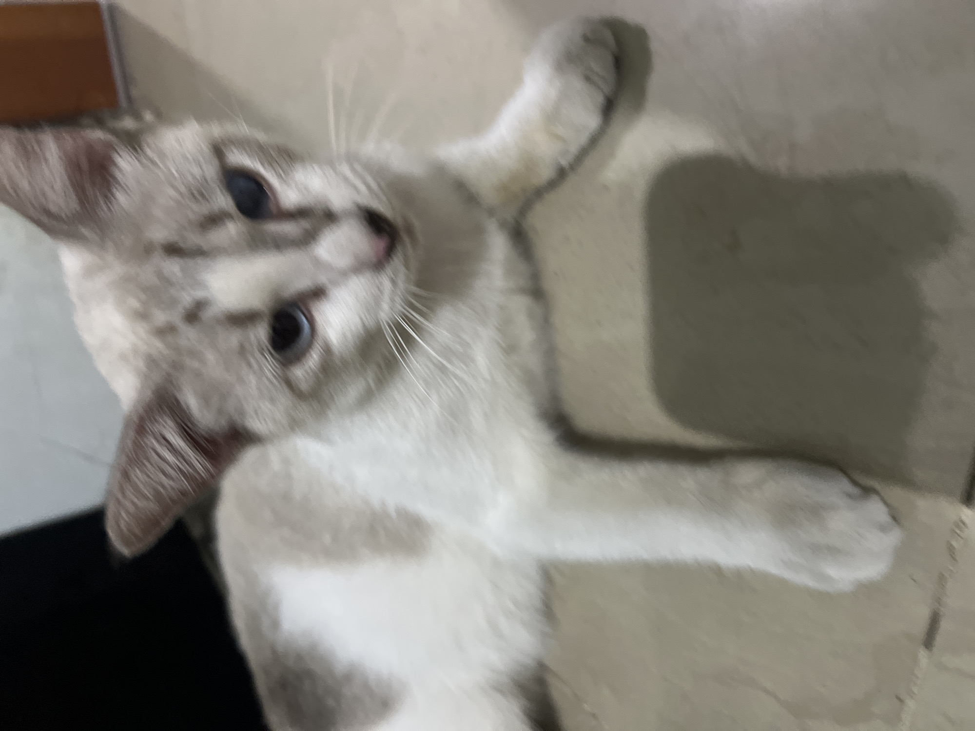 A light-colored cat with grey tabby markings is lying down on a tiled floor. The cat has blue eyes and is looking towards the camera. The background is blurred, but appears to be indoors with a dark object on the left and a light-colored wall on the right. The scene is likely in a residential setting in Klapanunggal, Indonesia.