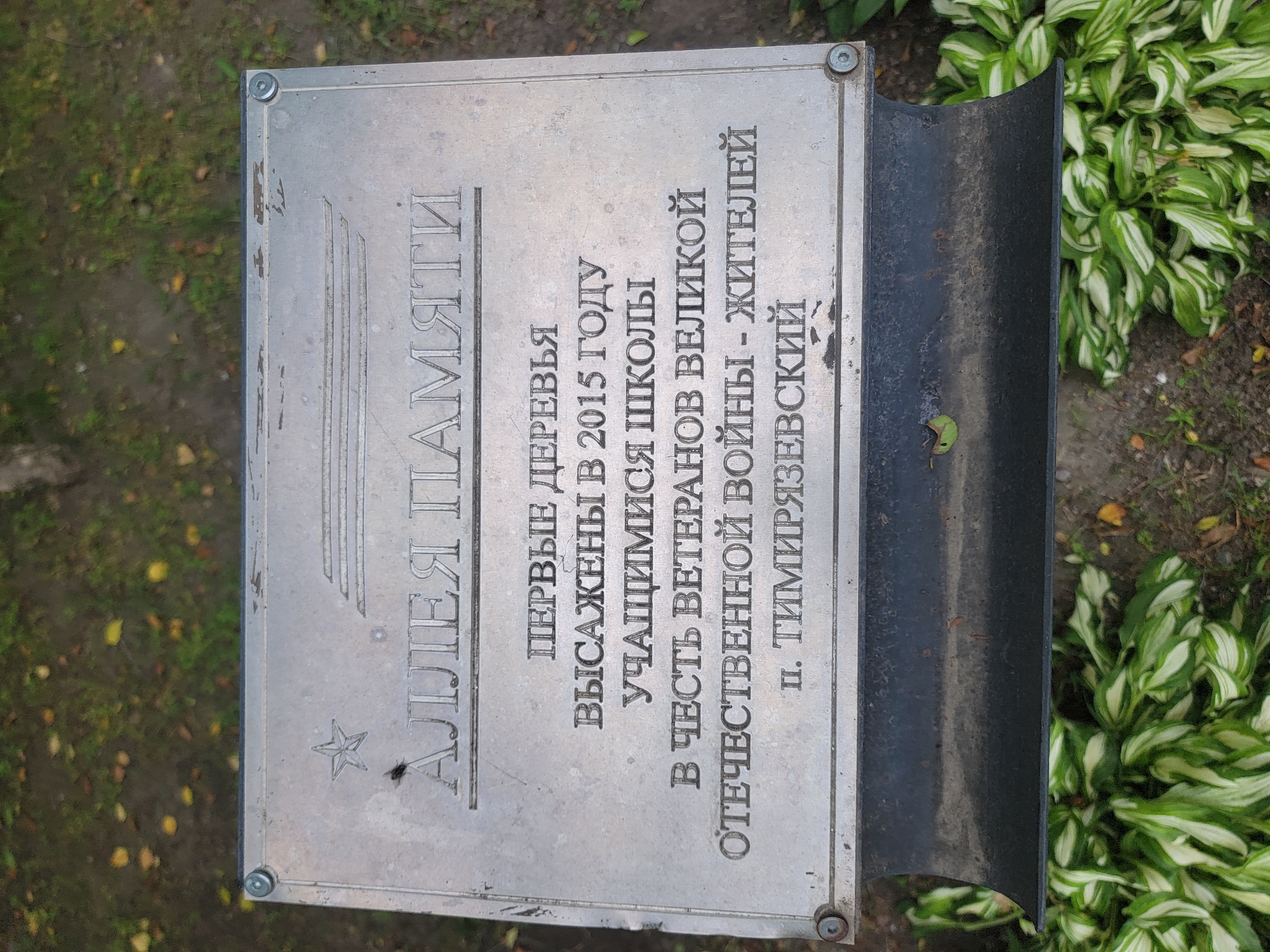 The image shows a metal plaque mounted on a black metal base, which is surrounded by foliage. The plaque features embossed Russian text. The top line of text, larger and in a stylized font, reads "АЛЛЕЯ ПАМЯТИ" (Alleya Pamyati), meaning "Memory Lane." Below this, in smaller text, it states: "ПЕРВЫЕ ДЕРЕВЬЯ / ВЫСАЖЕНЫ В 2015 ГОДУ / УЧАЩИМИСЯ ШКОЛЫ / В ЧЕСТЬ ВЕТЕРАНОВ ВЕЛИКОЙ / ОТЕЧЕСТВЕННОЙ ВОЙНЫ - ЖИТЕЛЕЙ / п. ТИМИРЯЗЕВСКИЙ" (Pervye derev'ya / vysazheny v 2015 godu / uchashchimisya shkoly / v chest' veteranov velikoy / Otechestvennoy voyny - zhiteley / p. Timiryazevskiy). This translates to "The first trees were planted in 2015 by students of the school in honor of the veterans of the Great Patriotic War - residents of the settlement of Timiryazevskiy." The plaque is silver-toned and shows signs of weathering. The base is black and curved, and below it, lush green and white variegated plants are visible. The ground around the plaque is covered with dirt and fallen leaves.