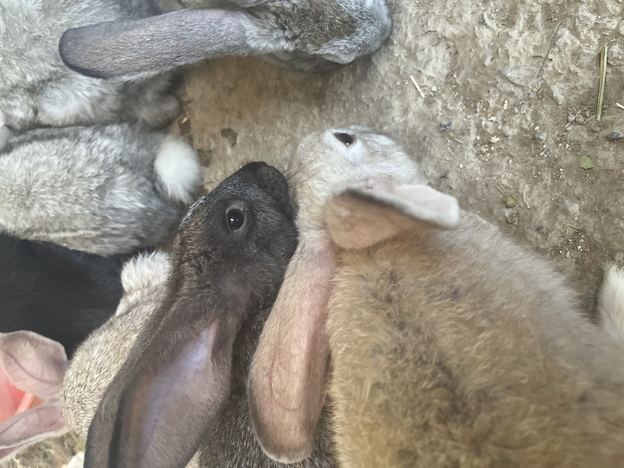 In Zarafshan, Uzbekistan, a close-up, overhead shot captures a huddle of several young rabbits. A dark-colored rabbit's head and ear are prominently in the foreground, with its dark eye visible. Adjacent to it, a lighter-colored rabbit's head is also visible, with its eye and one ear showing. Further back, the grey and white fur of other rabbits is discernible, some with their ears upright and others folded. The rabbits are gathered on a textured, dirt-like surface, possibly an enclosure floor, with scattered debris such as small twigs and dry vegetation. The overall scene depicts a group of young rabbits in a confined, outdoor space.