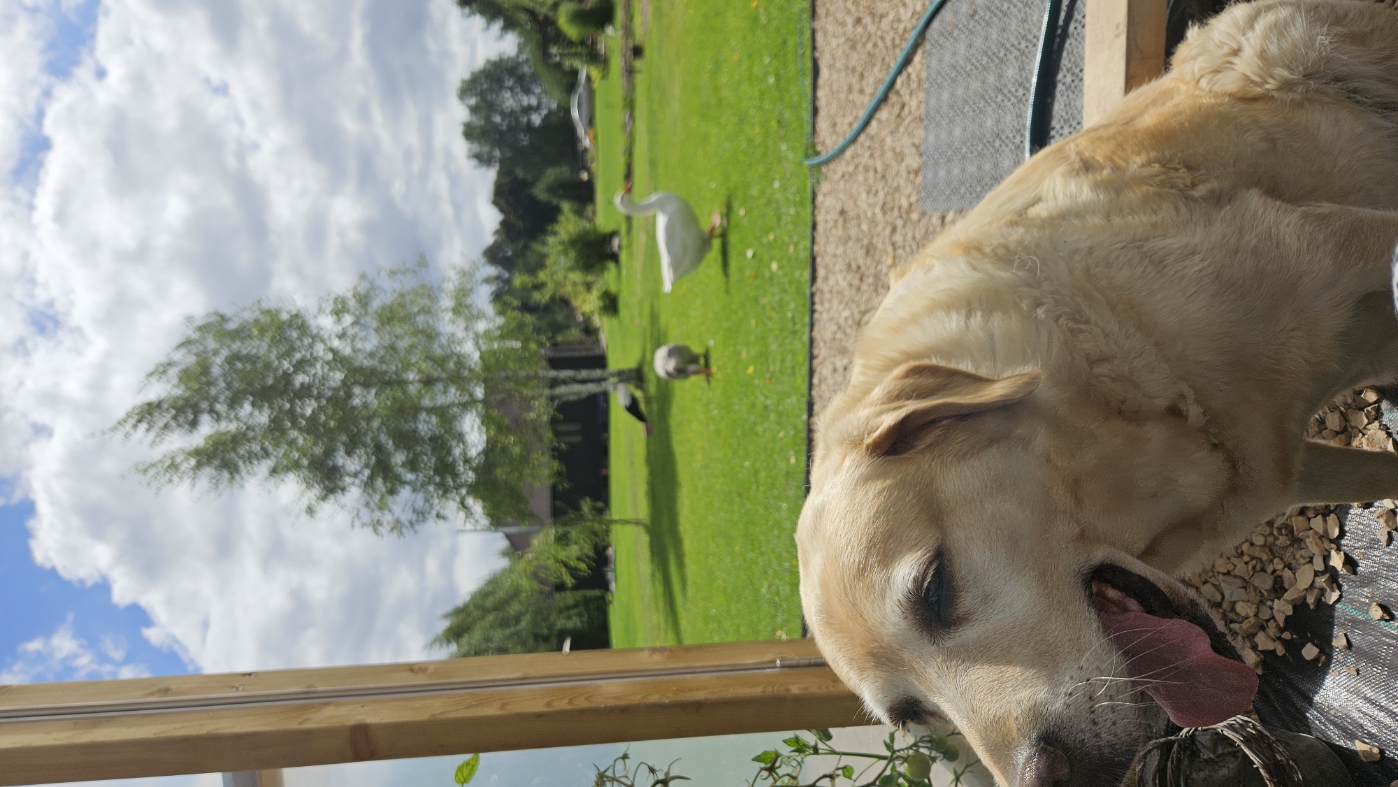 In Kākciems, Latvia, a light-colored Labrador Retriever sits in the foreground, its mouth open and tongue hanging out, panting in the sunshine. The dog is positioned on a gravel surface, partially obscuring a black mat and a wooden beam. Behind the dog, a lush green lawn stretches out, dotted with trees and a building in the background. Three geese are visible on the lawn: one white goose in the middle distance, and two darker geese further back, one of which is partially obscured by a tree. The sky above is a mix of blue with white, fluffy clouds, suggesting a pleasant, partly cloudy day. A wooden frame, possibly part of a greenhouse or similar structure, is visible on the left edge of the image, with some greenery extending into the frame from its side. A blue hose lies coiled on the lawn in the right background.