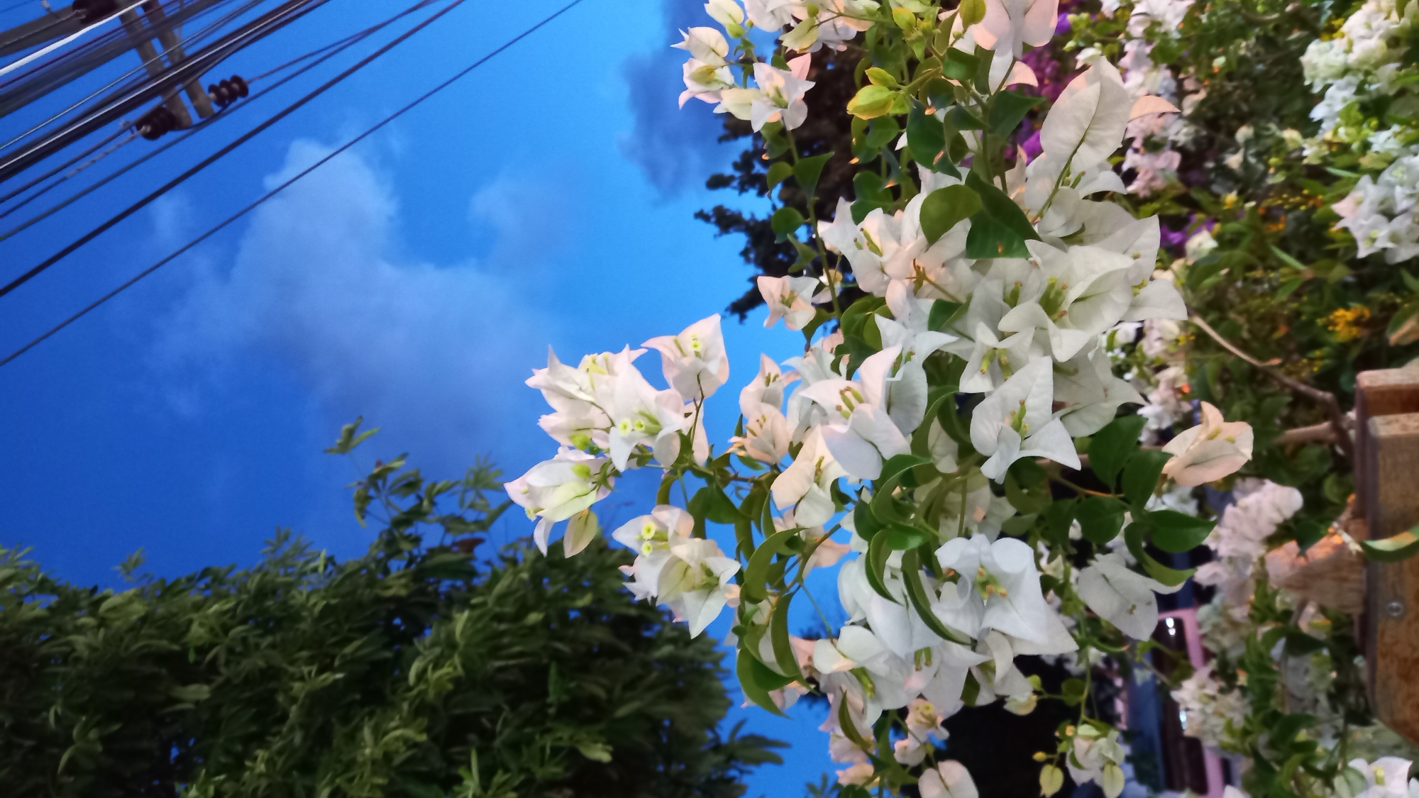 The image depicts a cluster of white bougainvillea flowers in the foreground, set against a twilight sky of deep blue with scattered clouds. To the left, the dark green foliage of a large tree is visible, and to the right, power lines and utility poles extend diagonally across the frame. The flowers are in focus, showcasing their delicate petals and green leaves. The background features silhouetted trees and hints of streetlights and building lights, suggesting an urban or suburban setting. The scene appears to be captured at dusk or early evening in Ko Pha Ngan subdistrict, Thailand.