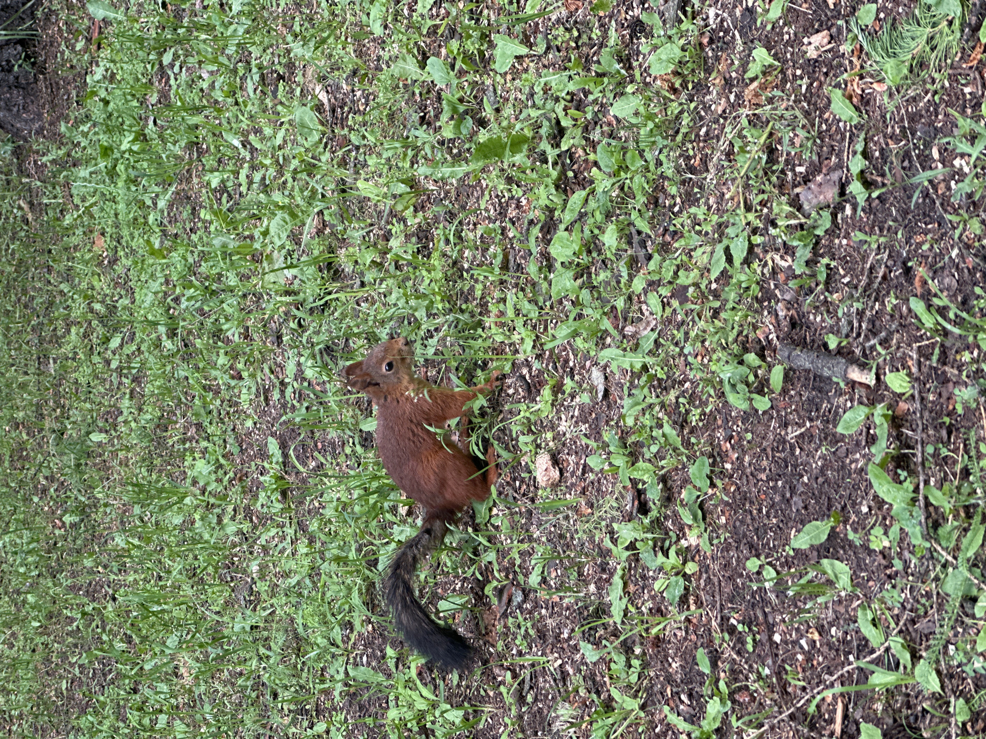 A squirrel is in the center of the frame, on the ground, facing right and slightly forward. The squirrel has reddish-brown fur and a bushy, dark tail. It is in a crouched position, with its front paws on the ground and its hindquarters raised. The ground is covered in a mix of dark soil and green foliage, with some fallen leaves and twigs. The background is a blur of green grass and some brown areas, suggesting it is outdoors in a park or wooded area. The lighting is natural, indicating it's daytime. There are no people visible in the image.