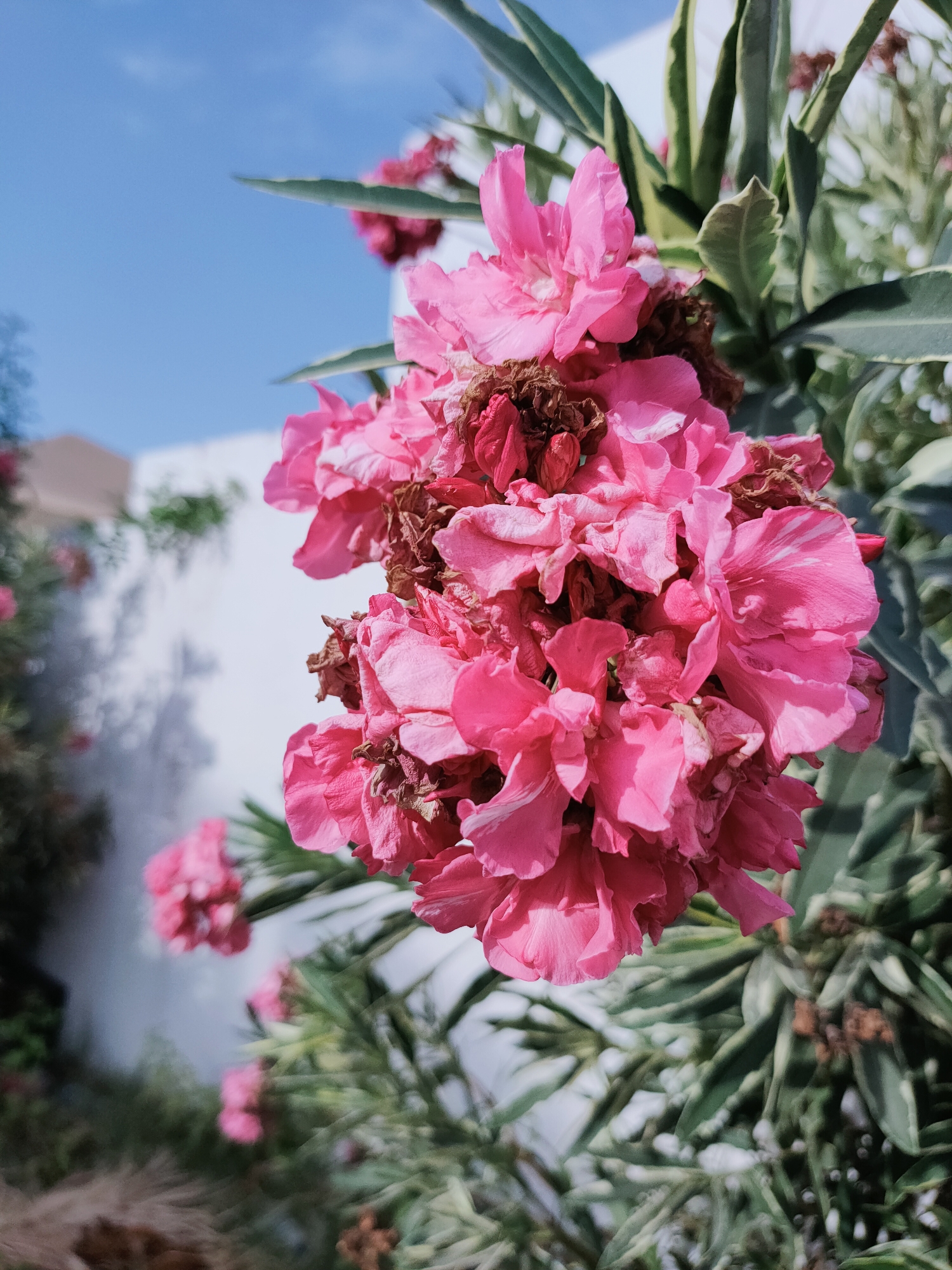A close-up shot showcases a cluster of vibrant pink oleander flowers in Mrezga, Tunisia. The flowers are in various stages of bloom, with some petals unfurling and others showing signs of wilting. They are nestled amongst lush green leaves, some of which are variegated with creamy white edges. In the background, a white building with a shadow cast upon it suggests an outdoor setting under daylight. The sky above is a clear, bright blue. The composition is tightly focused on the floral display, drawing the viewer's attention to the intricate details of the petals and foliage.