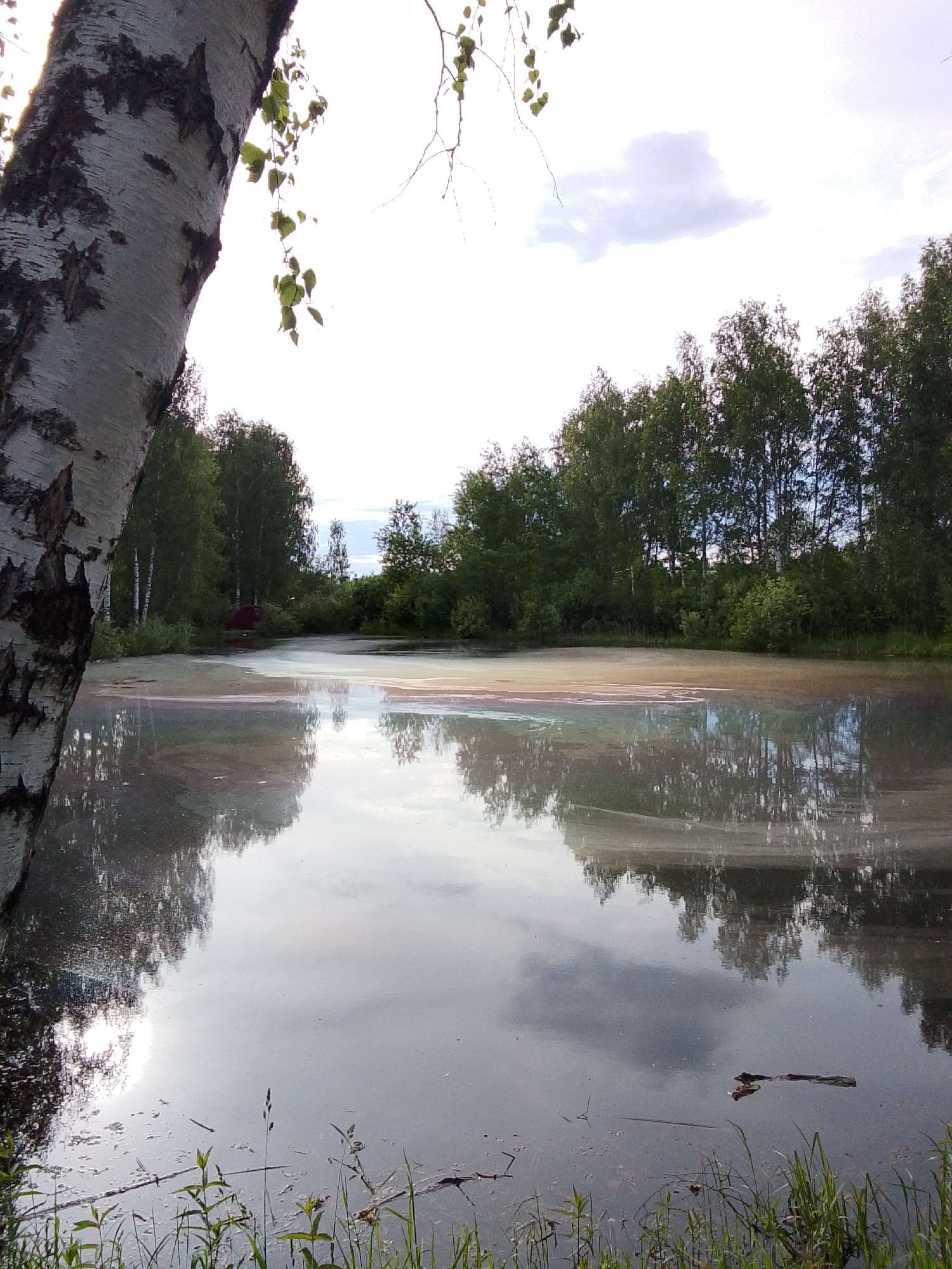 The image depicts a body of water, possibly a pond or small lake, in Снопок Новый, Russia. A birch tree is prominent in the left foreground, its trunk partially obscuring the view. The water's surface reflects the sky and surrounding trees. The vegetation lines the perimeter of the water, with trees and bushes visible in the background. A reddish-brown object is noticeable near the water's edge on the far side, potentially a small structure or vehicle. The water's surface shows an iridescent sheen in places, suggesting the presence of some form of surface film or pollutant. Grass and other aquatic plants grow along the water's edge in the foreground.
