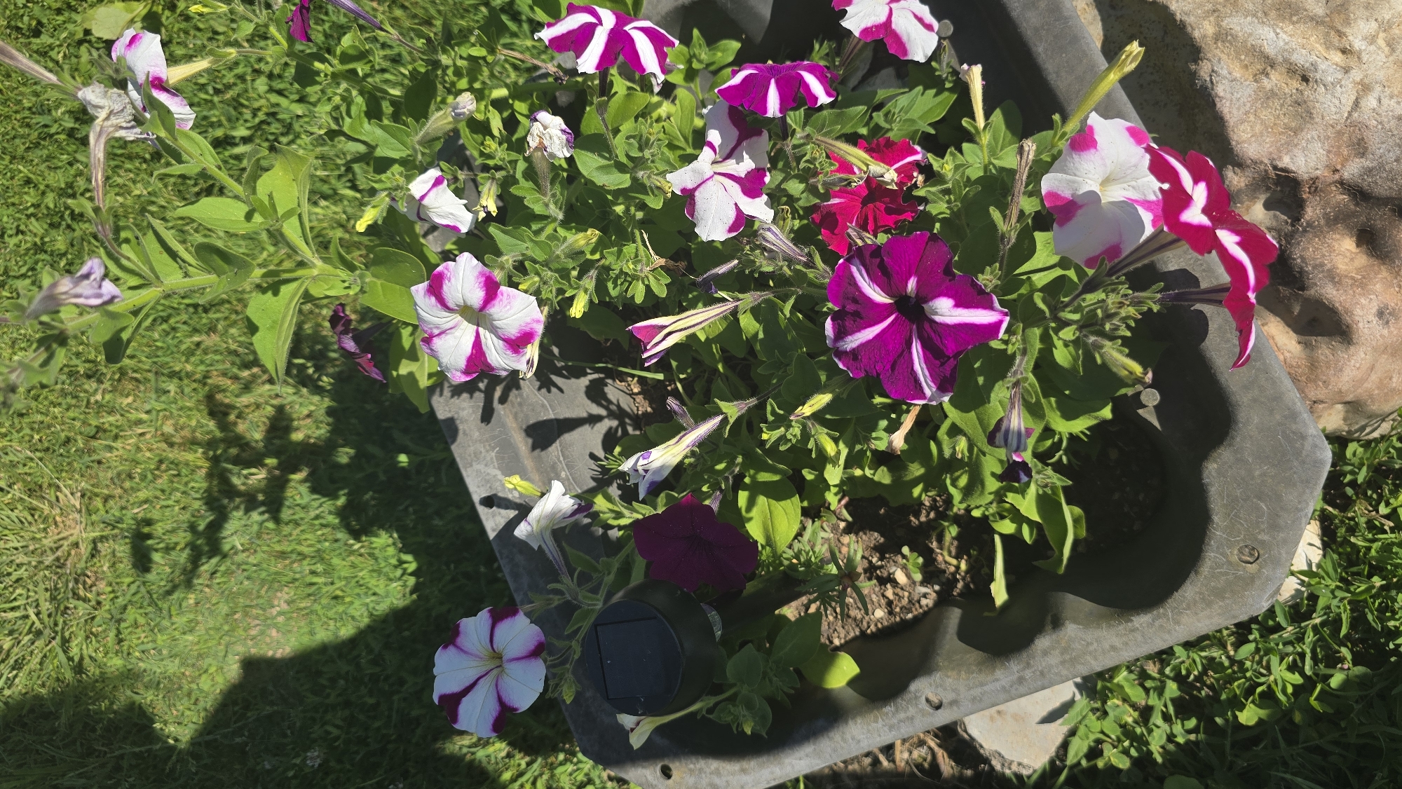 In Vlasatitsa, Bulgaria, an outdoor scene captures a close-up view of a container overflowing with blooming petunias. The flowers display a vibrant mix of white petals with striking magenta veins and solid magenta petals. Some blooms are fully open, while others are still in bud, showcasing delicate purple tips. The petunias are planted in a weathered, dark grey, rectangular container, possibly a wheelbarrow, with visible rivets. A small, black solar garden light is nestled among the plants on the left side. The background consists of lush green grass bathed in bright sunlight, casting dappled shadows from unseen foliage onto the ground. To the right, a rough, textured stone surface is partially visible. The overall impression is one of a lively, sun-drenched garden display.