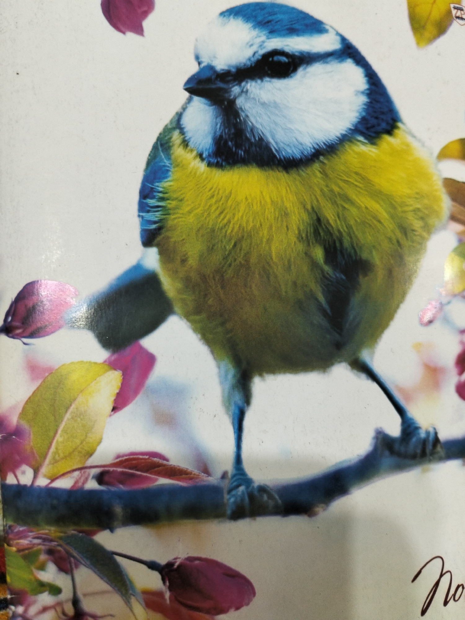 This is a close-up, eye-level photograph of a blue tit perched on a branch. The bird is facing the viewer, with its head tilted slightly. Its chest is a vibrant yellow, and its back is a mix of blue and green. The bird's eyes are dark and beady, and its beak is black. The branch the bird is sitting on is dark brown and appears to be covered in a light dusting of blue. The background is a pale, mottled cream color, with soft-focus pink and yellow leaves scattered around. A partial view of handwritten text, possibly a signature or title, is visible in the lower right corner of the image. The image does not depict any urban environment, and there is no indication of Kogon City, Uzbekistan.