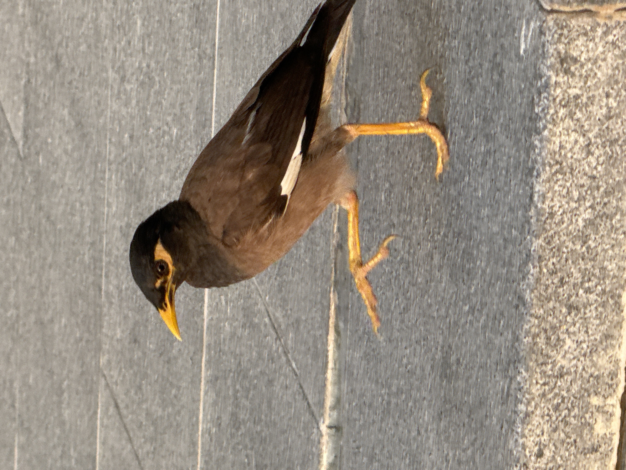 A single myna bird is captured in profile, standing on a paved surface composed of large, grey square tiles. The bird, primarily brown with a black head, sports a bright yellow beak and a patch of yellow skin around its eye. Its legs and feet are a vibrant orange. The bird's right leg is raised and bent, mid-stride, while its left leg is planted firmly on the ground. The background consists of more of the same tiled surface, with distinct grout lines suggesting a structured walkway or plaza. The lighting indicates it is daytime, with some warm shadows present. The scene appears to be an outdoor urban environment in Dubai, United Arab Emirates, likely a public area such as a park, promenade, or the grounds of a building, given the tiled paving. No people or other animals are visible in the frame.