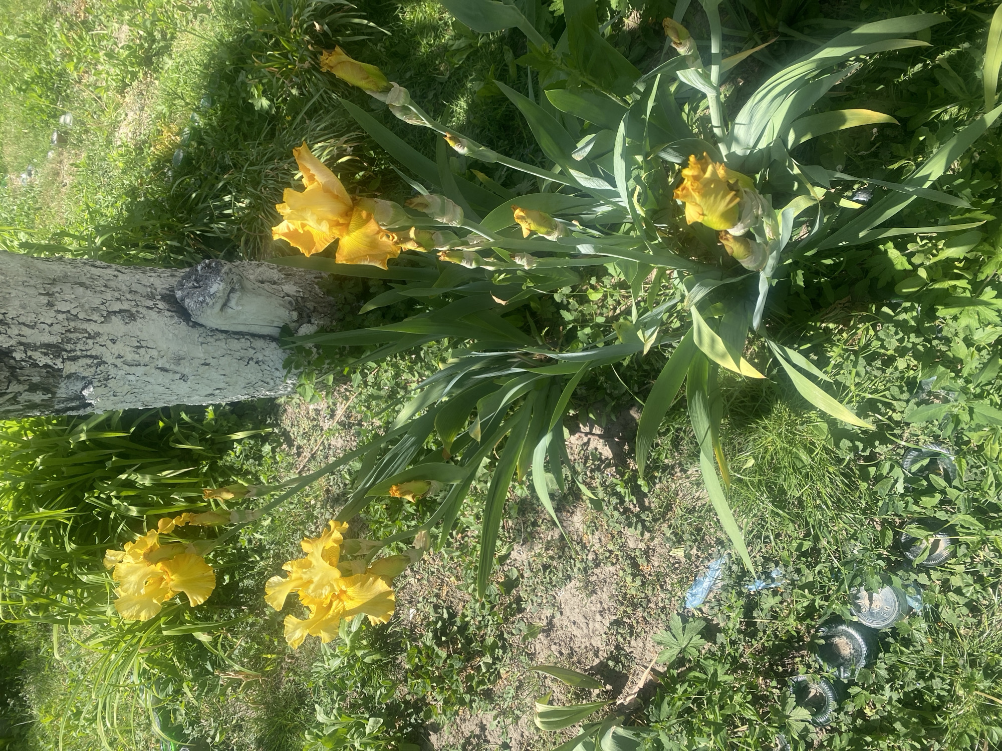 The image shows a ground-level view of a garden setting, possibly in Pakhynia, Ukraine, though there is no definitive evidence to confirm the location. The primary subjects are several yellow iris plants in full bloom. Adjacent to the irises is a tree trunk, the lower portion of which is painted white. The ground is covered with grass, weeds, and patches of bare soil. In the lower right corner, several discarded containers with circular tops are visible amidst the vegetation. There are no people visible in the image. The scene suggests a natural environment with evidence of human presence through the painted tree trunk and litter.