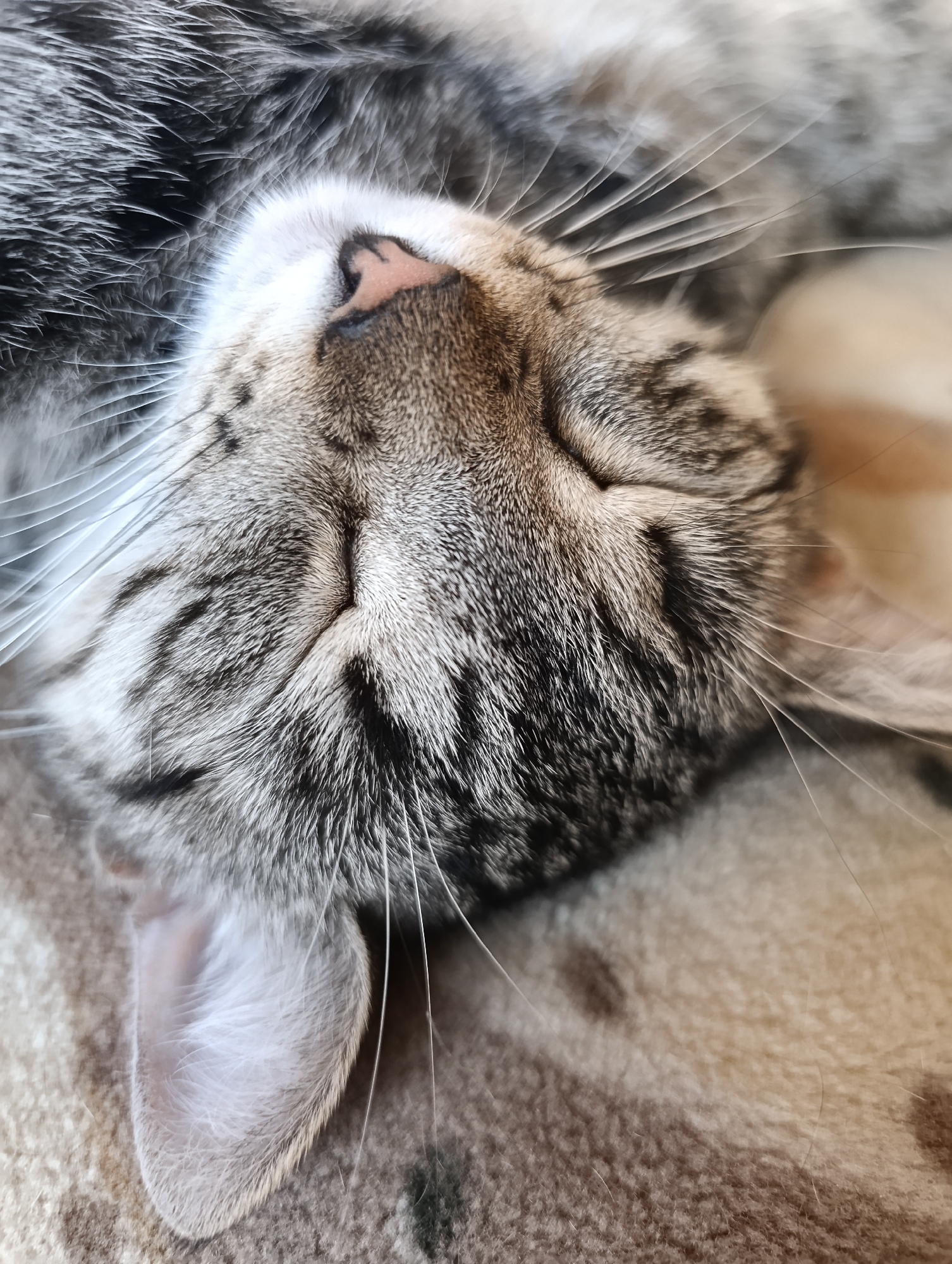 This is a close-up, vertical, eye-level, color photograph of a sleeping tabby cat. The cat's head is tilted and facing upwards, obscuring most of its face, with only its nose, whiskers, and ear visible. The cat's fur is gray and black striped with white accents around its nose and muzzle. Its nose is a soft pink color. Long, white whiskers fan out from either side of its nose. The cat's right ear is visible, appearing soft and fluffy. The cat is lying on a textured, beige blanket. The image focuses on the cat's face and immediate surroundings. There is no discernible location in the city of Barnaul, Russia.