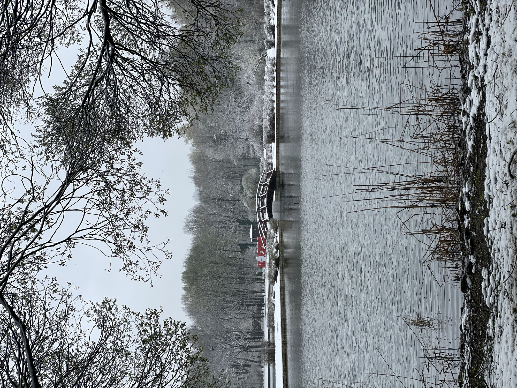 This tranquil winter landscape depicts a serene body of water framed by snow-dusted trees under an overcast sky. The image appears to be captured from beneath or beside a tree, with its dark, intricate branches, some exhibiting nascent green buds, occupying the upper left and lower left portions of the frame.
The calm, grey surface of a lake or river dominates the mid-ground, showing gentle ripples across its expanse. Along the right bank, the ground is covered in a fresh layer of white snow, interspersed with dried reeds and grasses emerging from both the snow and the water's edge.
Across the water, a line of trees and bushes forms the far bank, all heavily frosted with snow, creating a soft, ethereal appearance. Most trees appear to be deciduous with bare branches, although some may retain snow-covered evergreen foliage.
A notable feature on the far bank, slightly to the left of center, is a red and white boat, possibly a paddle boat, partially docked or pulled onto the snowy bank. On its white side, a circular emblem is visible, containing faint dark text that appears to spell out "ПАРК" (PARK in Russian). Behind the boat, a dark, possibly wooden, railing or dock structure curves along the bank. Further behind, nestled among the snowy trees, a small, dark green building or kiosk can be faintly discerned.
The light is soft and diffused, characteristic of an overcast winter day, suggesting either ongoing light snowfall or a very recent snow event. The overall impression is one of quietude and the stark beauty of winter in Moscow, Russia.