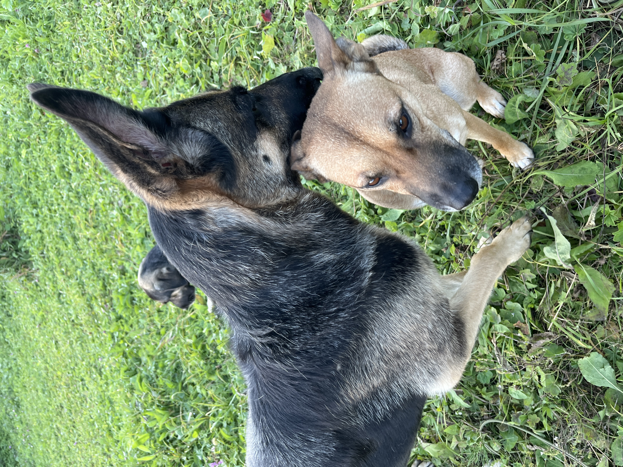 A German Shepherd dog is shown with its head nuzzling a smaller tan dog on a grassy area. The German Shepherd's fur is black and tan, while the smaller dog is a solid tan color. In the background, a much smaller puppy, possibly a German Shepherd, is visible in the grass. The environment appears to be an outdoor, natural setting with green grass and some scattered leaves. There are no discernible landmarks or indicators that suggest a specific location within Nizhny Tagil, Russia. The interaction between the dogs appears to be gentle and affectionate.