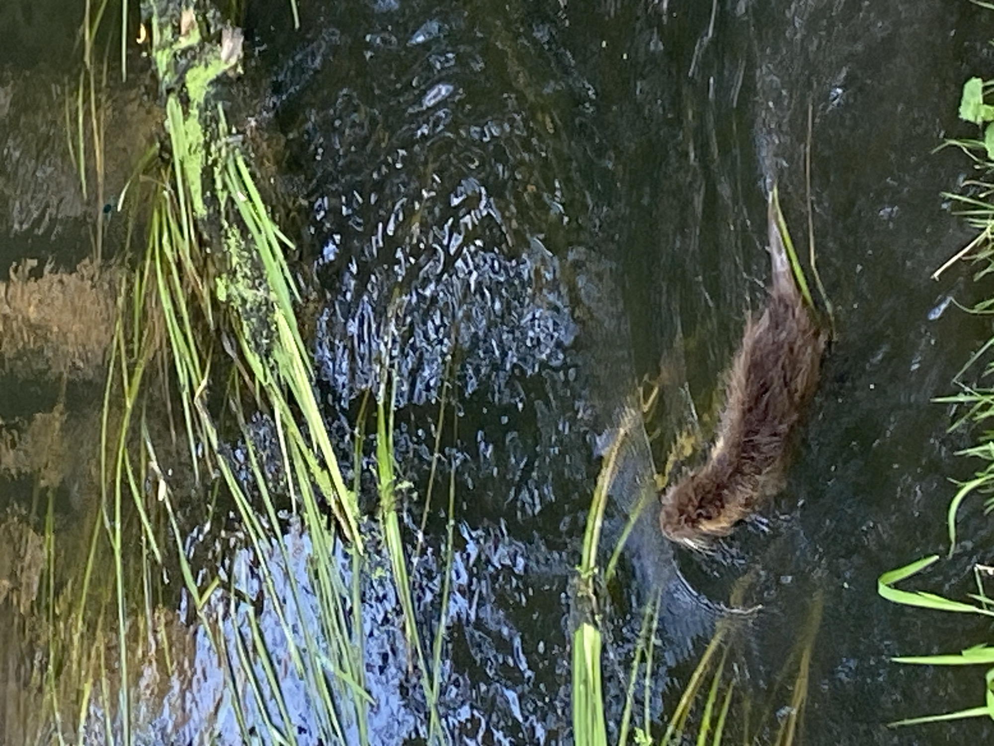 A muskrat, a semi-aquatic rodent, is swimming in dark, murky water. The muskrat's fur is brown and appears wet. It is facing to the right and appears to be moving forward. The water is surrounded by green reeds and vegetation. There are ripples on the surface of the water, indicating movement. The image appears to be taken in a natural setting, likely a river or pond. No specific landmarks of Bílina, Czechia are visible.
