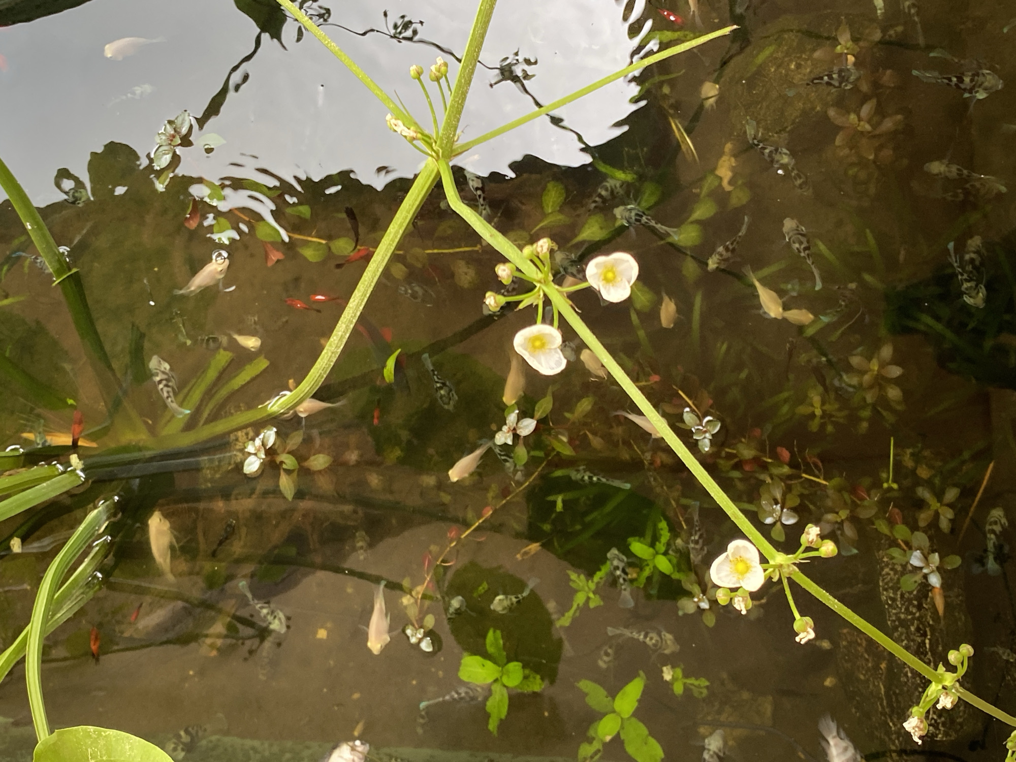 This is a top-down shot of a shallow, murky pond filled with guppies and aquatic plants. The water's surface is partially covered by lush green foliage and several delicate white flowers on thin green stems. Small guppies, varying in color from black and white to pale pink and orange, swim among the plants and flowers. Some fish are silhouetted against the pond's darker bottom, while others are more visible. The scene is illuminated by natural light, casting subtle reflections on the water. This pond is located in the rural area of Lambaro Kueh, Indonesia.