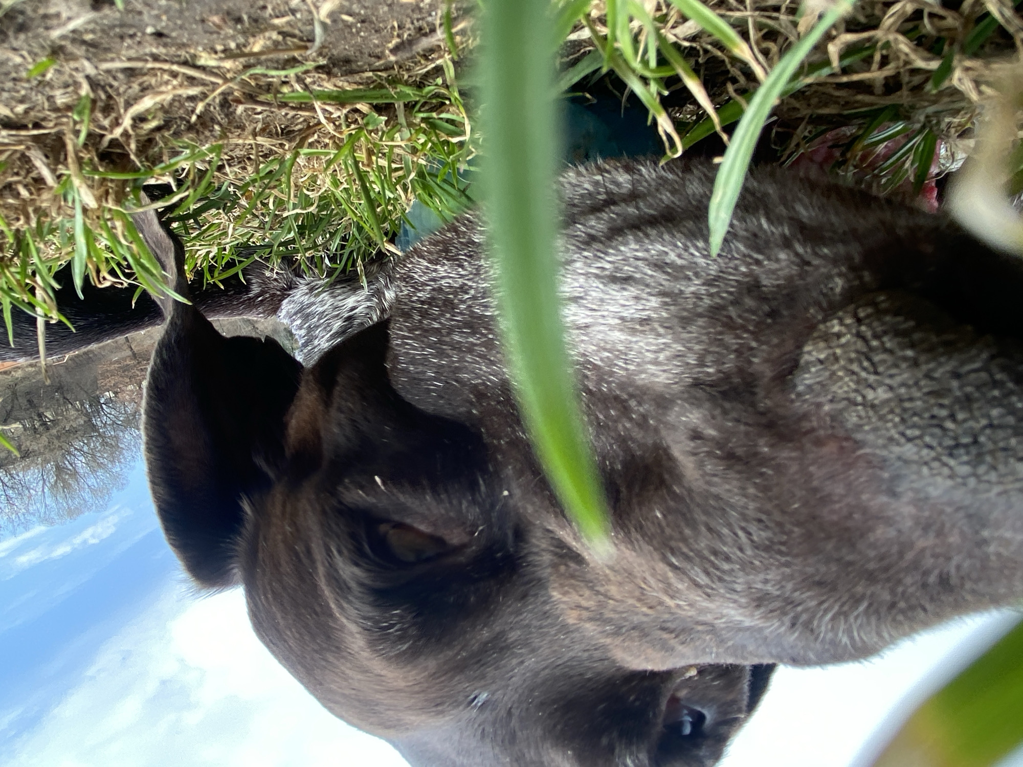 The image depicts a close-up view of a dog's head, taken from a low angle looking upwards. The dog has dark fur and is partially obscured by blades of grass in the foreground. The background features grass, vegetation, and a glimpse of a body of water reflecting the sky. There is no evidence indicating this photo was taken in Moscow, Russia.