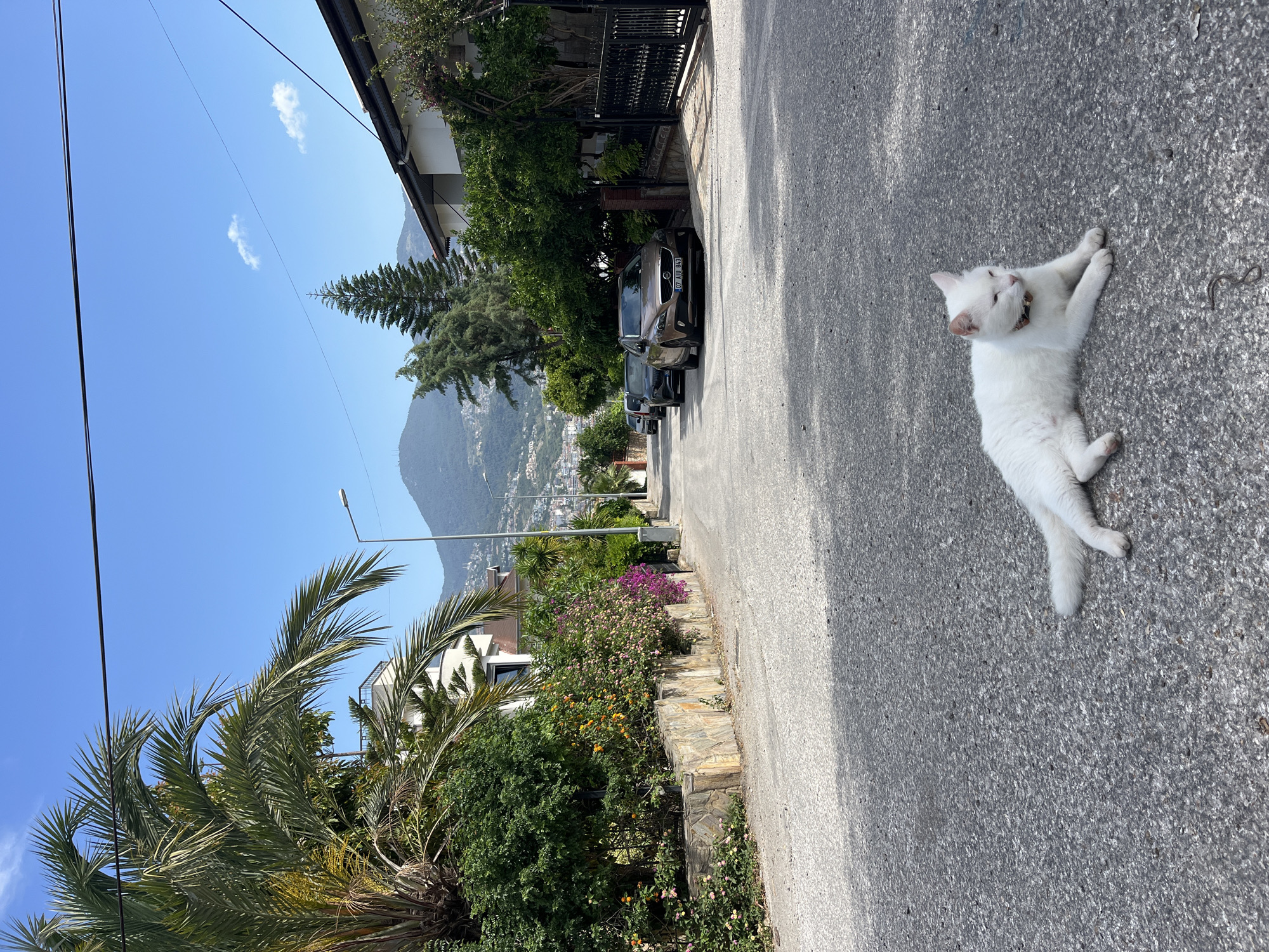 The image shows a street scene in Alanya, Turkey. A white cat is lying on the gray asphalt road. The road slopes downward. On the left, palm trees and flowering bushes grow behind a stone wall. On the right, a house and parked cars can be seen. In the background, there is a mountain range and the urban sprawl of Alanya. The sky is blue with some clouds.