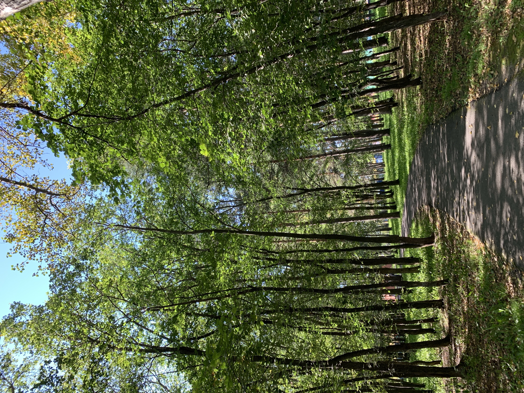 A paved pathway curves through a sun-dappled forest in Prokopyevsk, Russia. The path is lined with numerous tall, slender trees with dense green foliage, their trunks casting shadows on the asphalt. The ground on either side of the path is covered in green grass and scattered fallen leaves. The sky above is blue, with patches of green and yellow leaves visible through the tree canopy, suggesting it may be early autumn. There are no people or animals visible in the image.