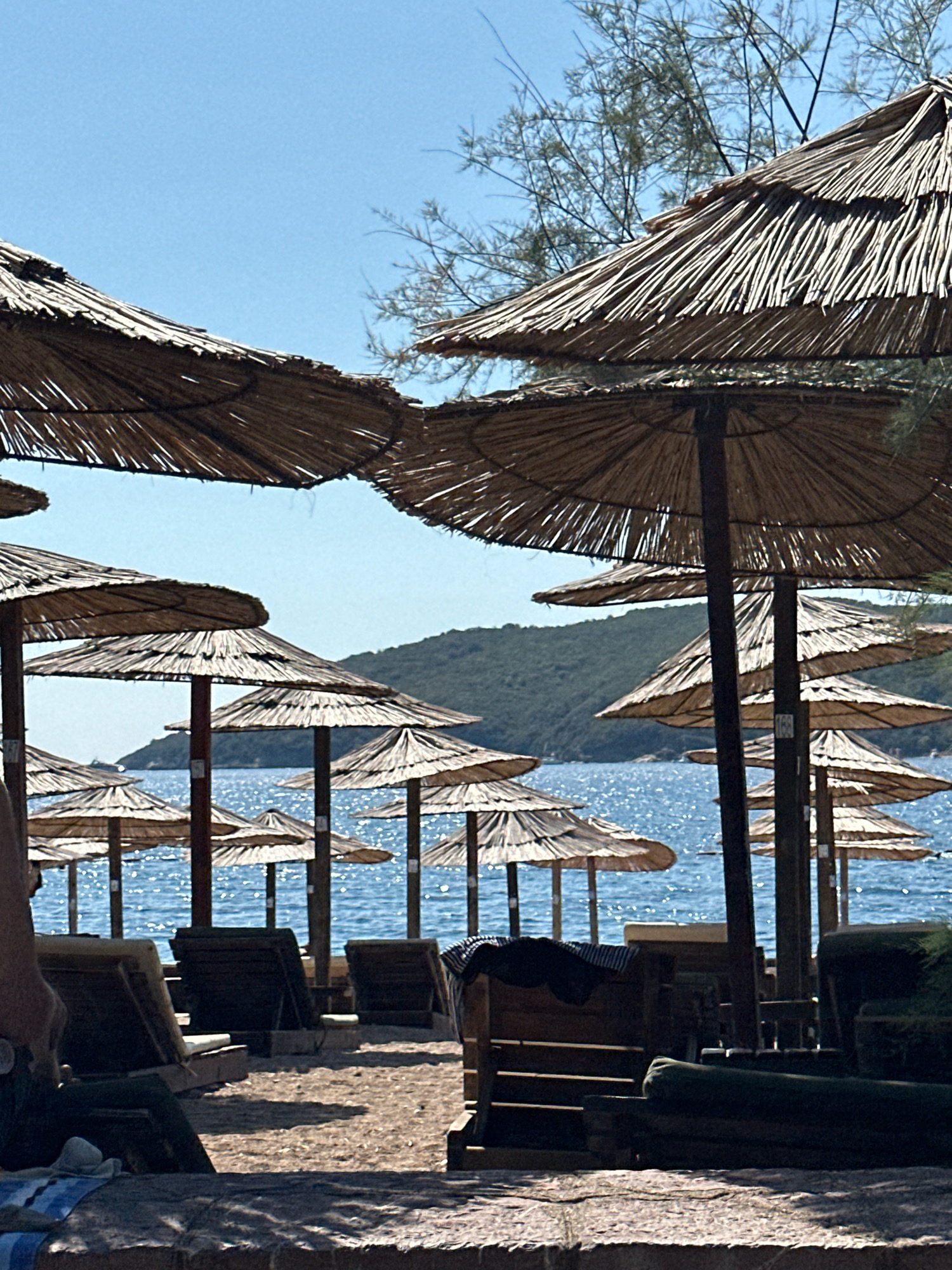 The image depicts a beach scene in Budva, Montenegro, characterized by numerous thatched umbrellas providing shade over lounge chairs. The sea, sparkling under the sun, stretches out behind the umbrellas, with lush green hills forming a backdrop. The foreground shows sandy ground and the shadows cast by the umbrellas, creating a serene, inviting atmosphere typical of a vacation resort. The sky is a clear, bright blue, indicating fair weather.