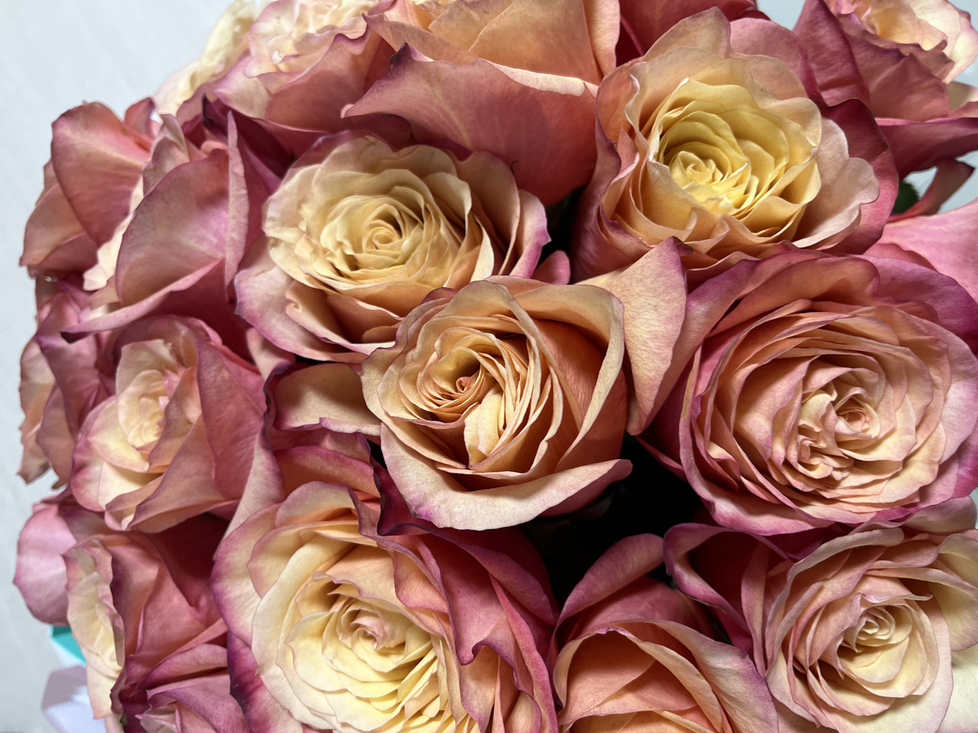 A close-up, overhead shot features a bouquet of roses with multi-toned petals. The roses are predominantly a pale yellow in the center, transitioning to shades of peach, salmon, and deep pink towards the edges of the petals. The petals are layered and unfurling, with a soft, velvety texture. The arrangement appears to be full and lush, with many blooms tightly packed together. The background is a plain, light-colored surface, suggesting an indoor setting. The image does not provide any contextual information or elements that would allow for the identification of a specific location within Petropavlovsk-Kamchatsky, Russia. There are no people, actions, or interactions depicted.